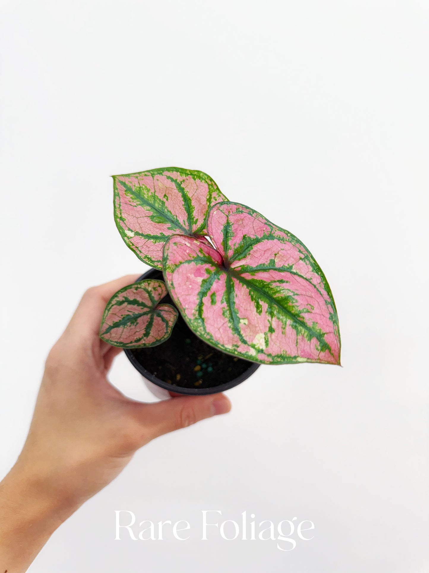 Caladium Purple Light 4”