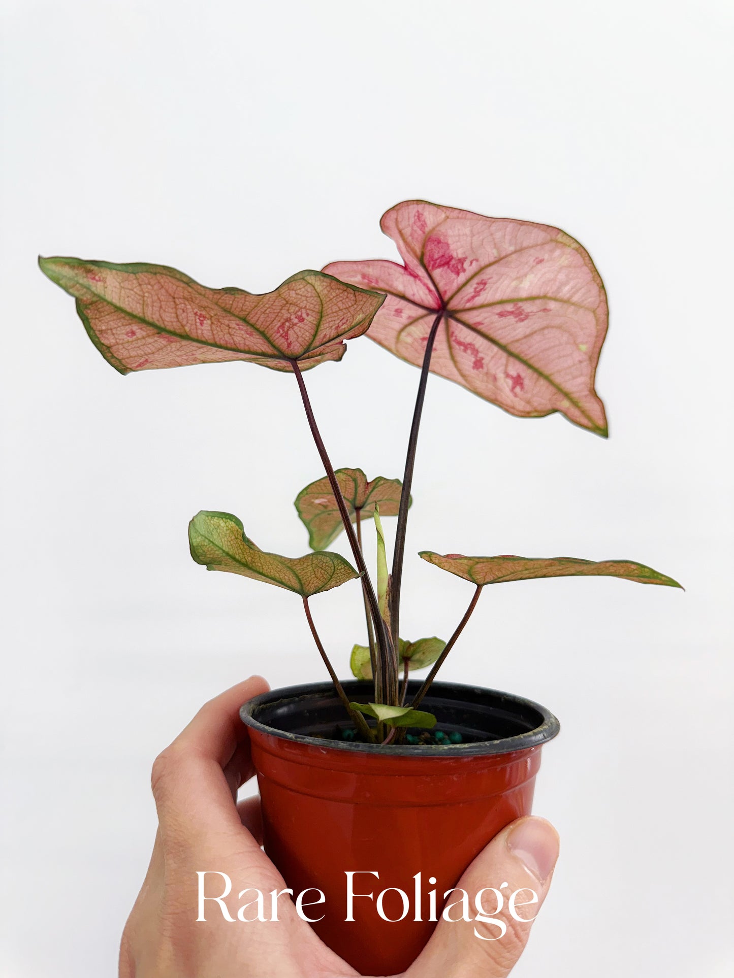 Caladium Scarlet Girl 4”