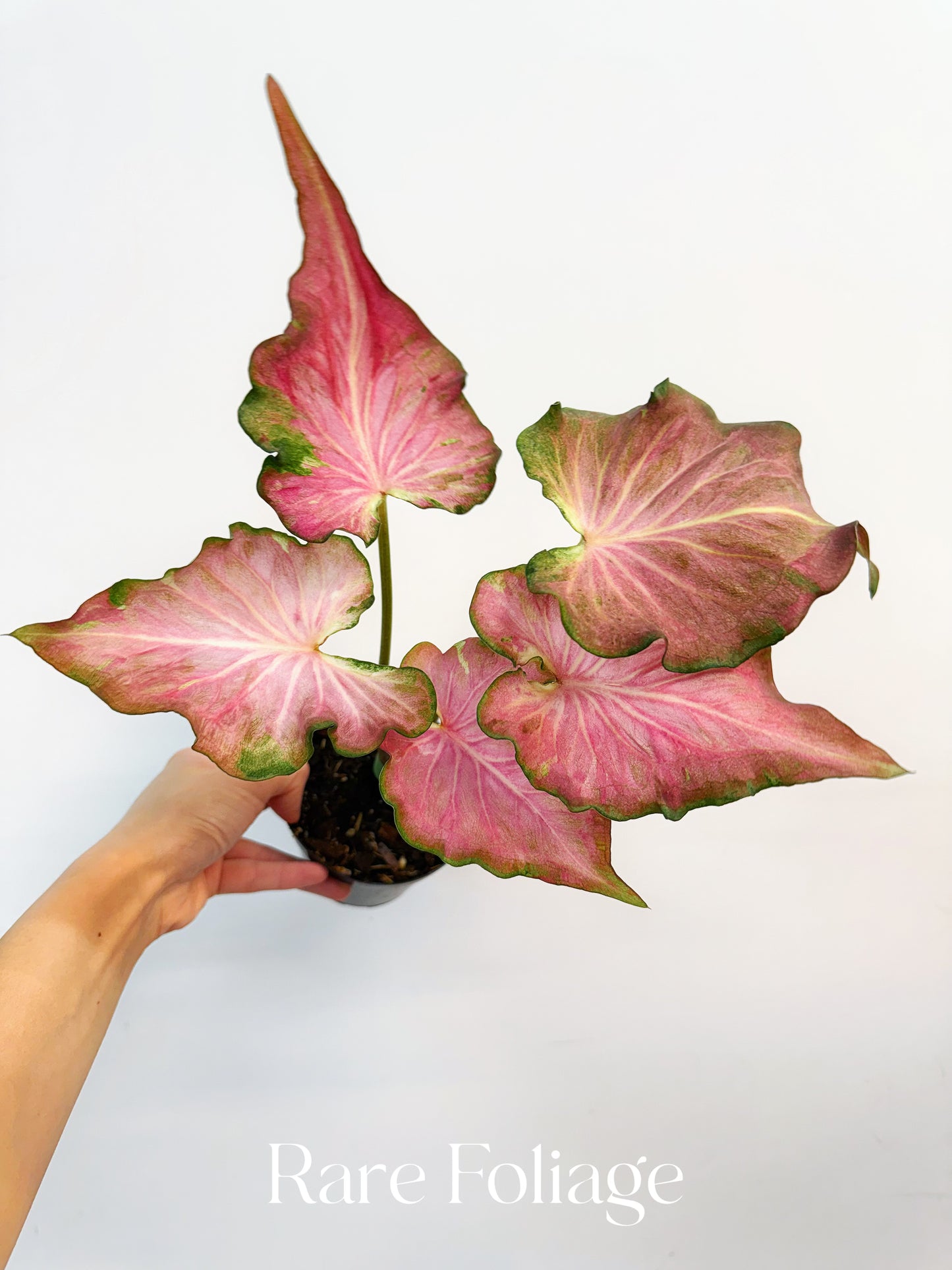 Variegated Thai Caladium 4”