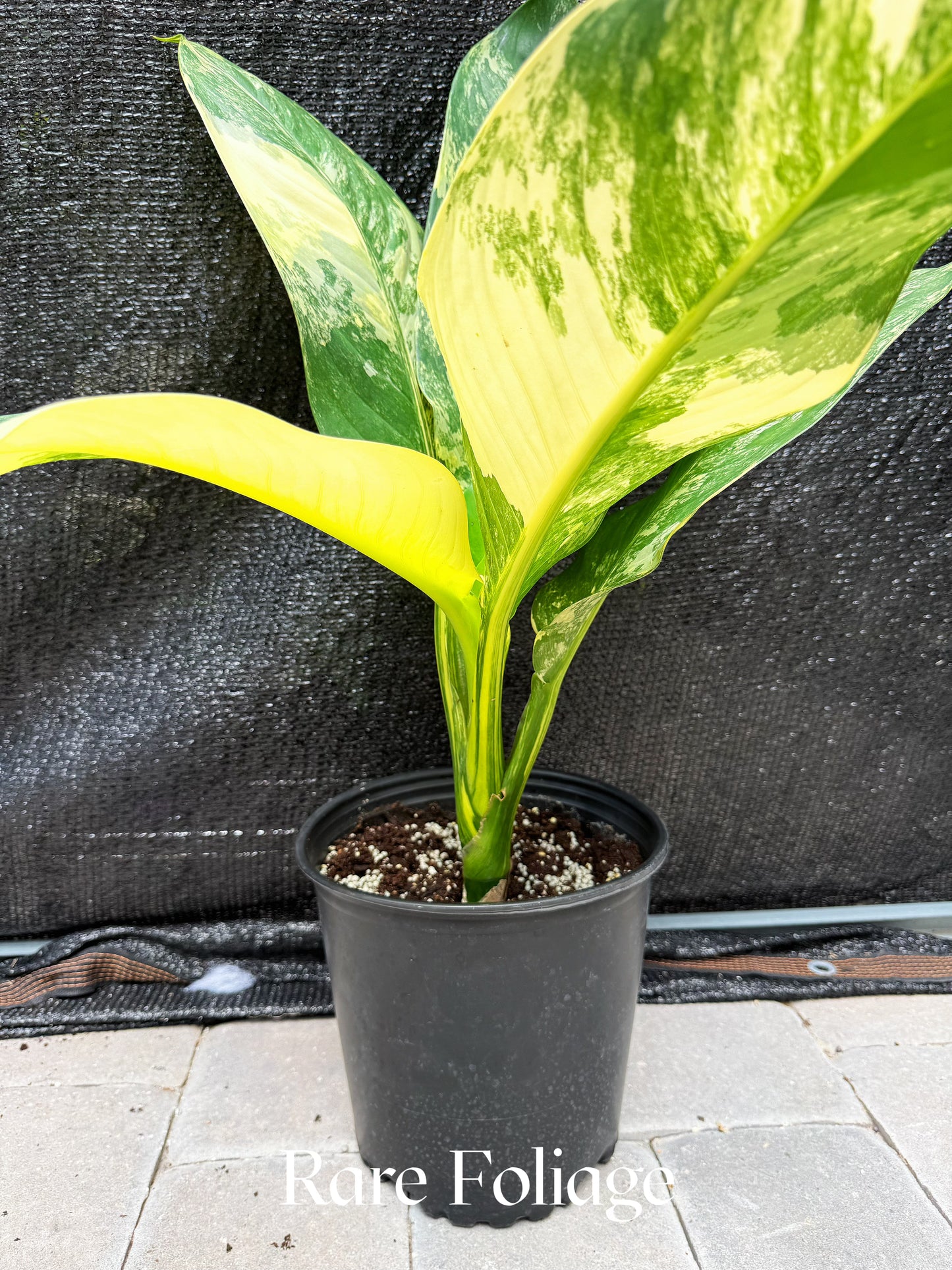 Dieffenbachia Big Ben Variegated 8"