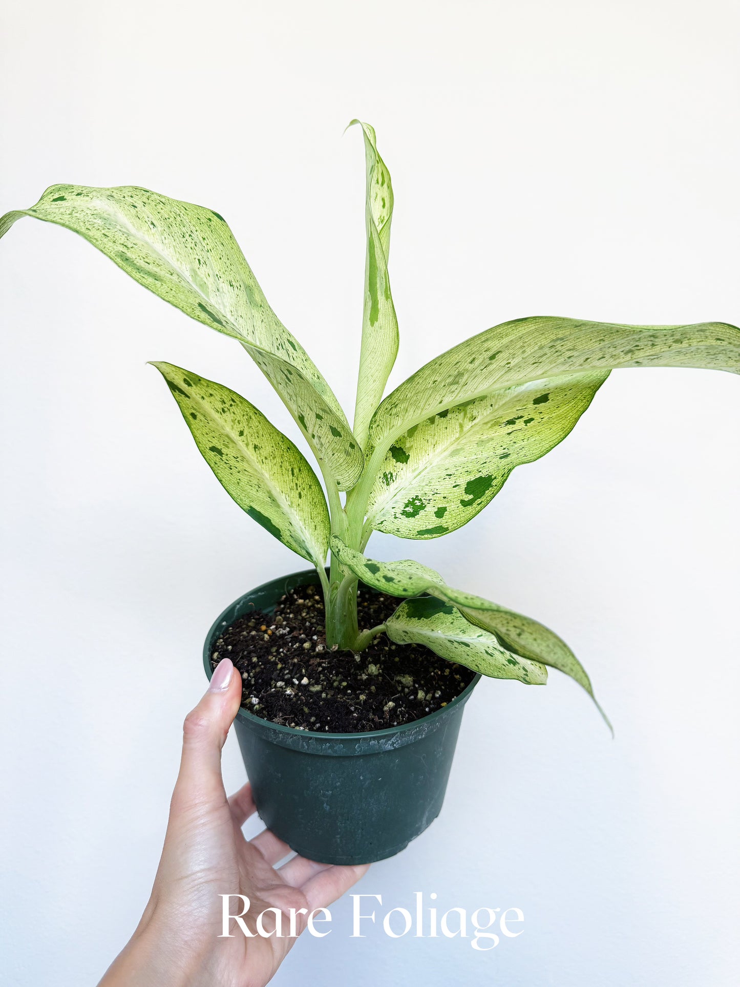 Dieffenbachia Maui Wowie 6"