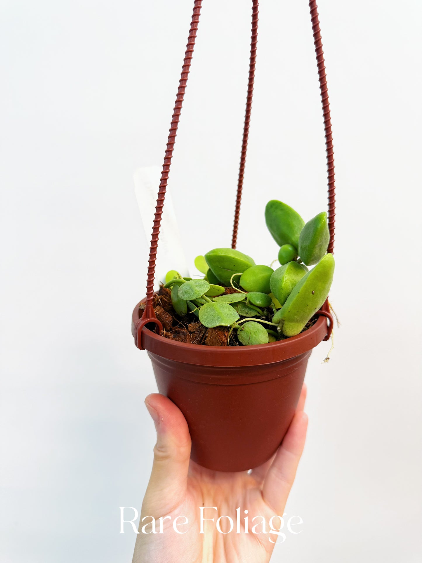 Dischidia Major 4” Hanging Basket