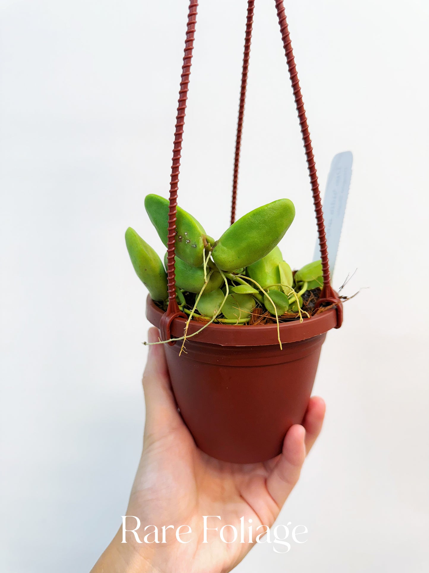 Dischidia Major 4” Hanging Basket