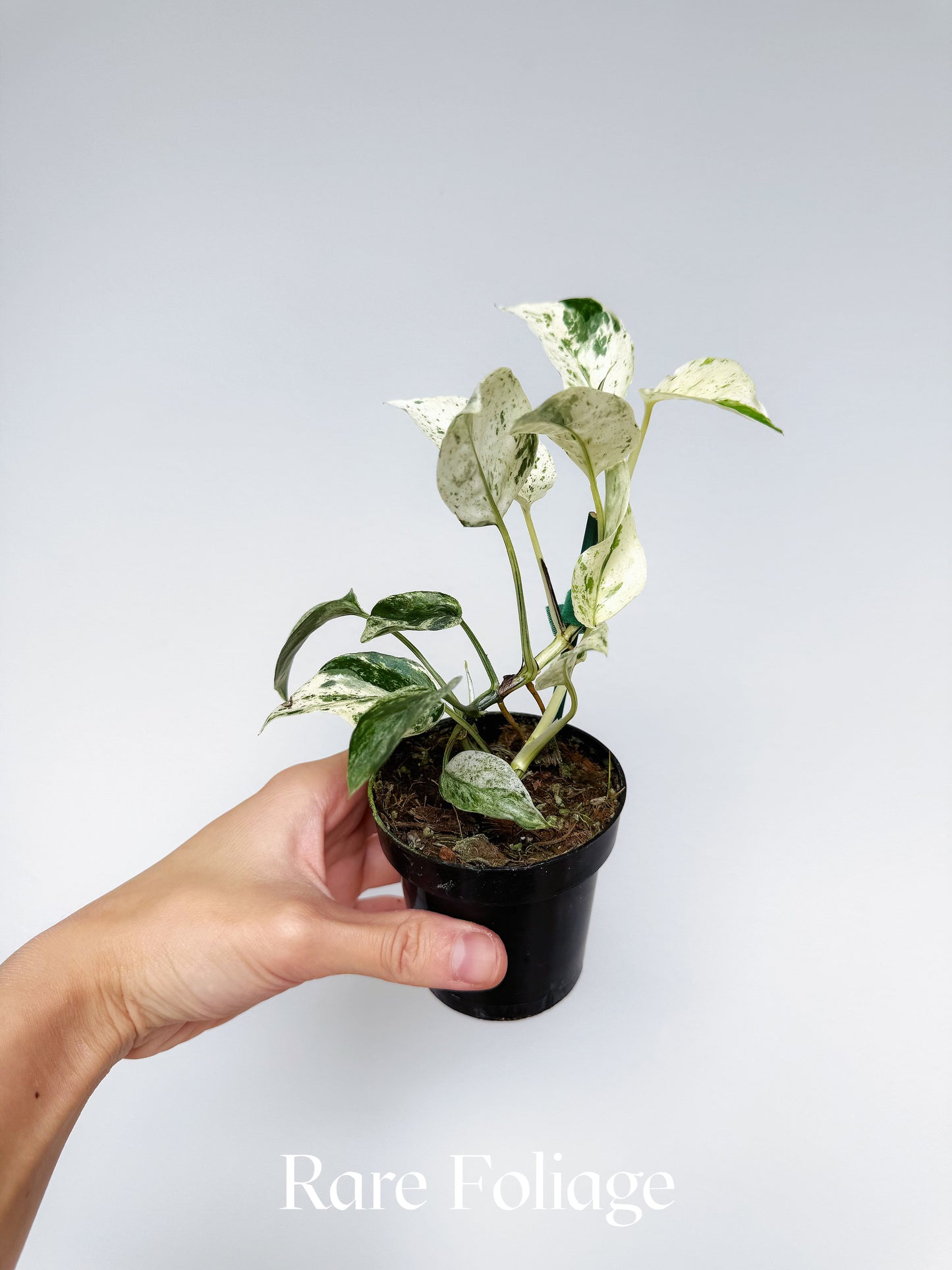 Epipremnum Hanoman Sp. Bali Variegated 3"