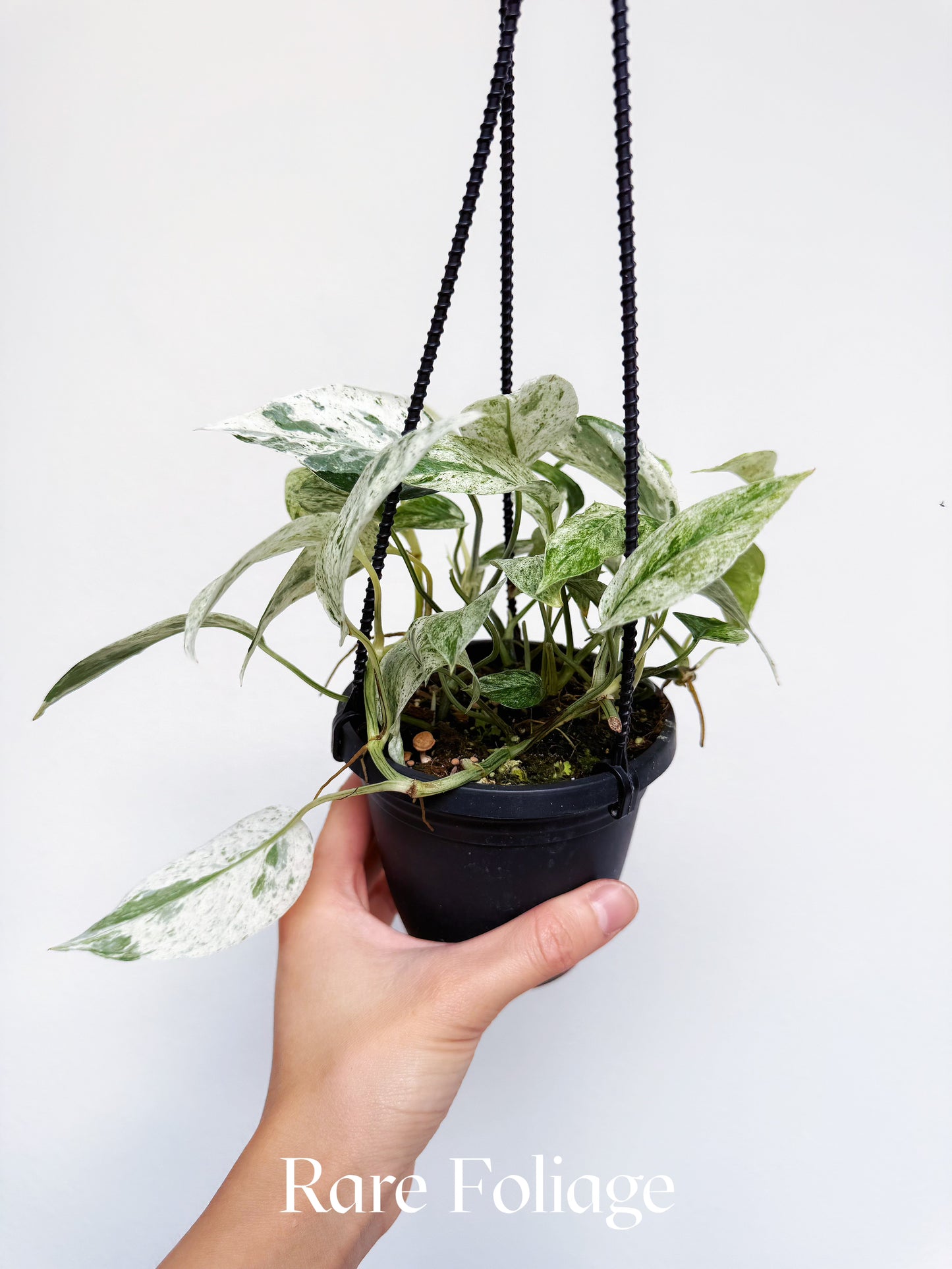 Epi Bali Honoman Variegated 4" Hanging Basket