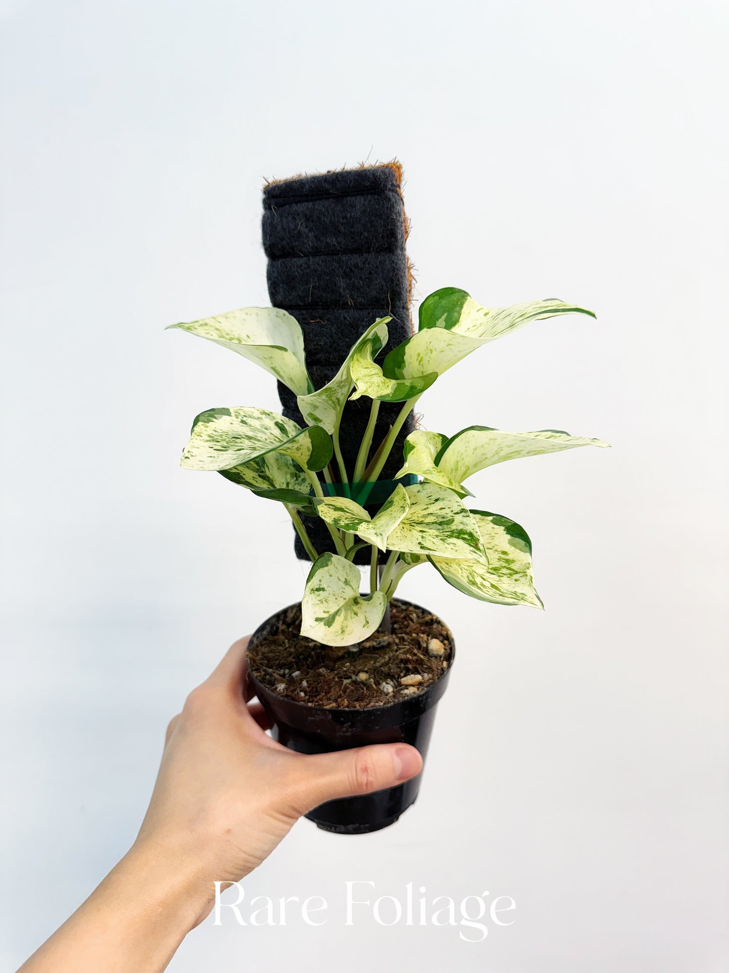 Epipremnum Manjula 4”