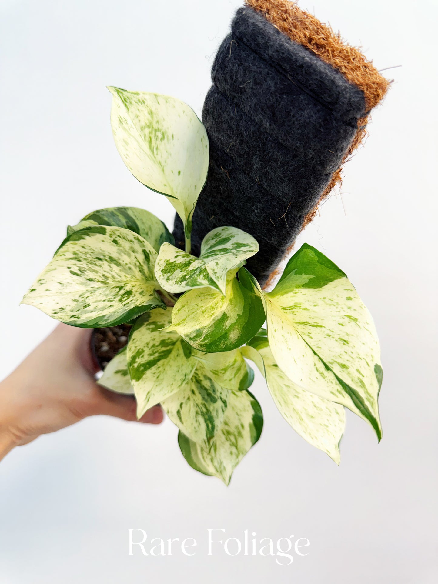Epipremnum Manjula 4”