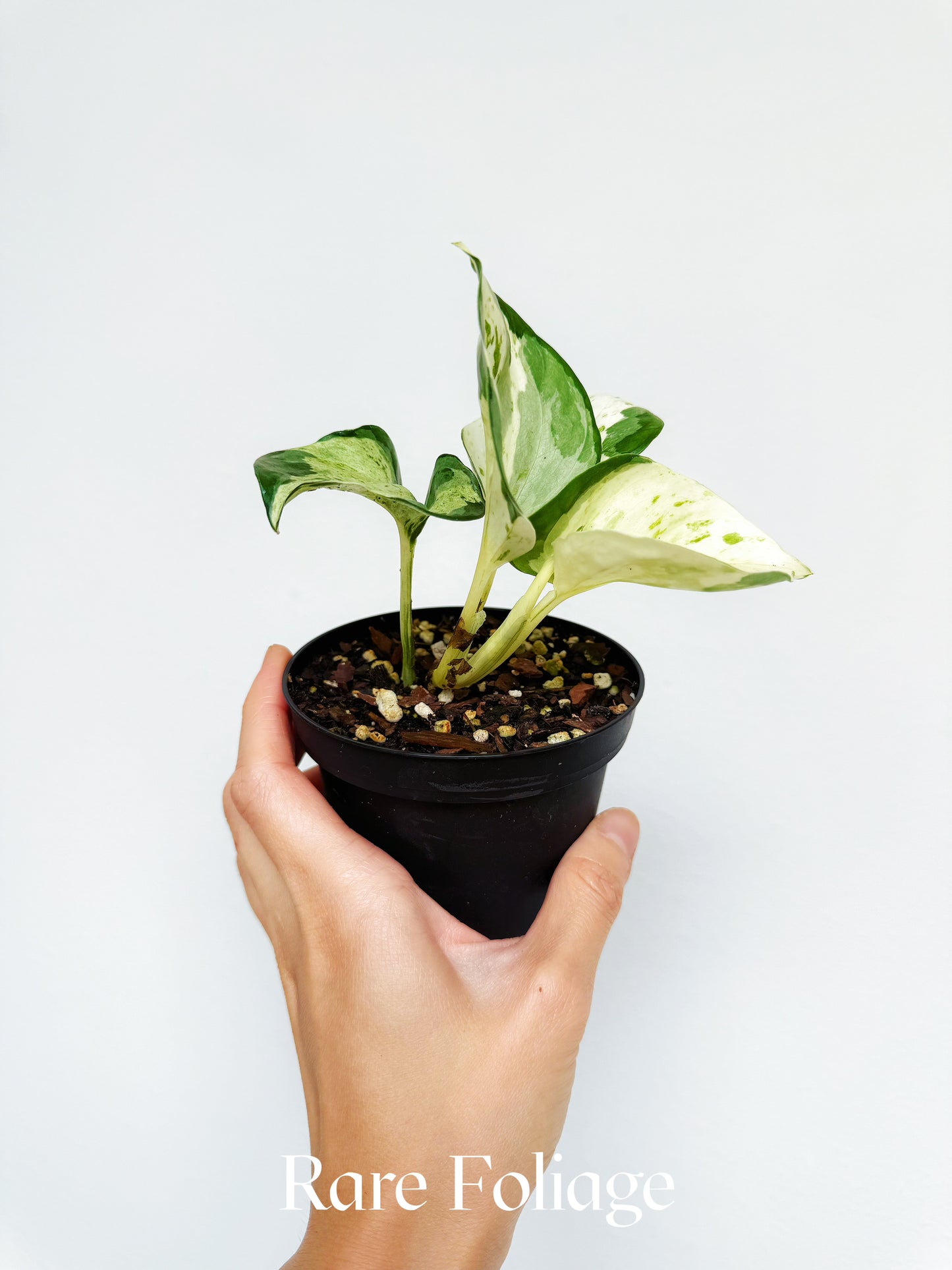 Epipremnum Manjula 4”