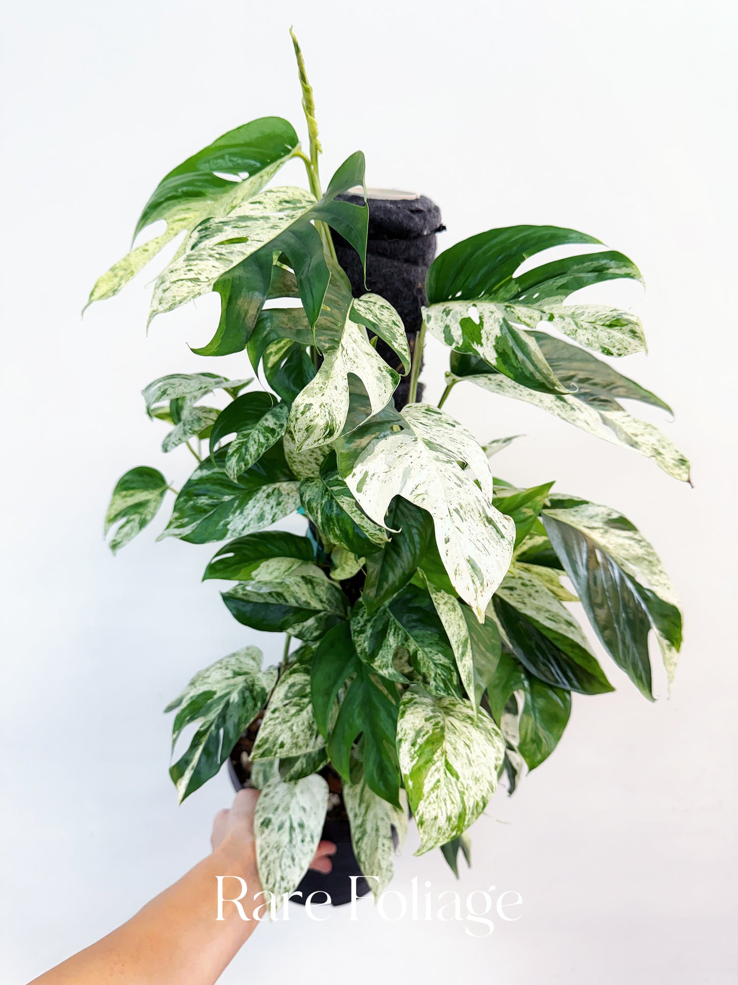 Epipremnum Pinnatum Marble Variegated 8” Totem
