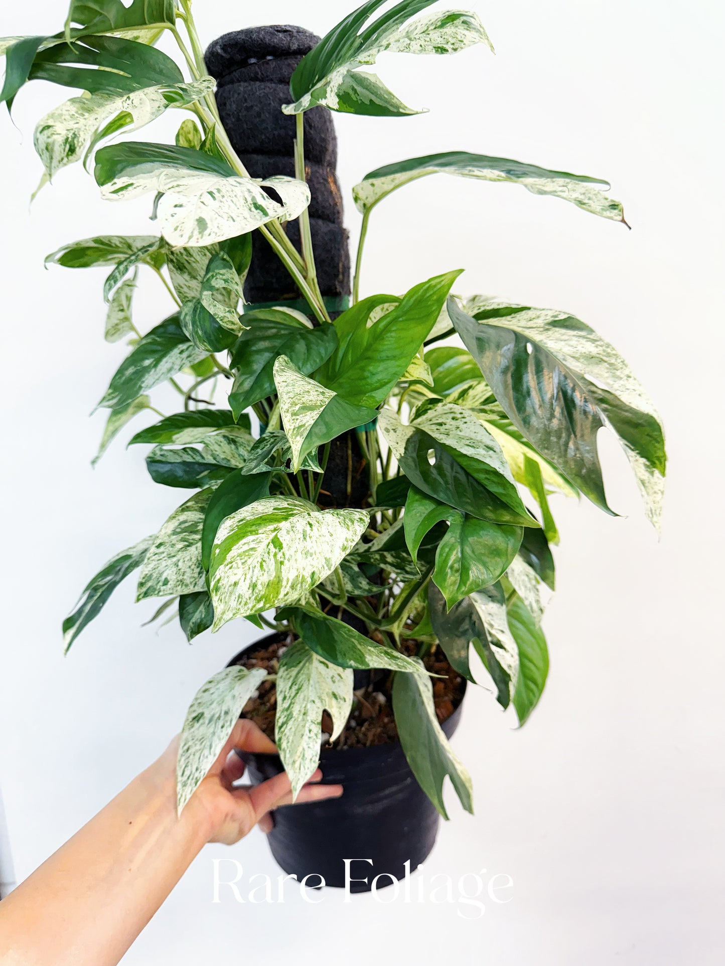Epipremnum Pinnatum Marble Variegated 8” Totem