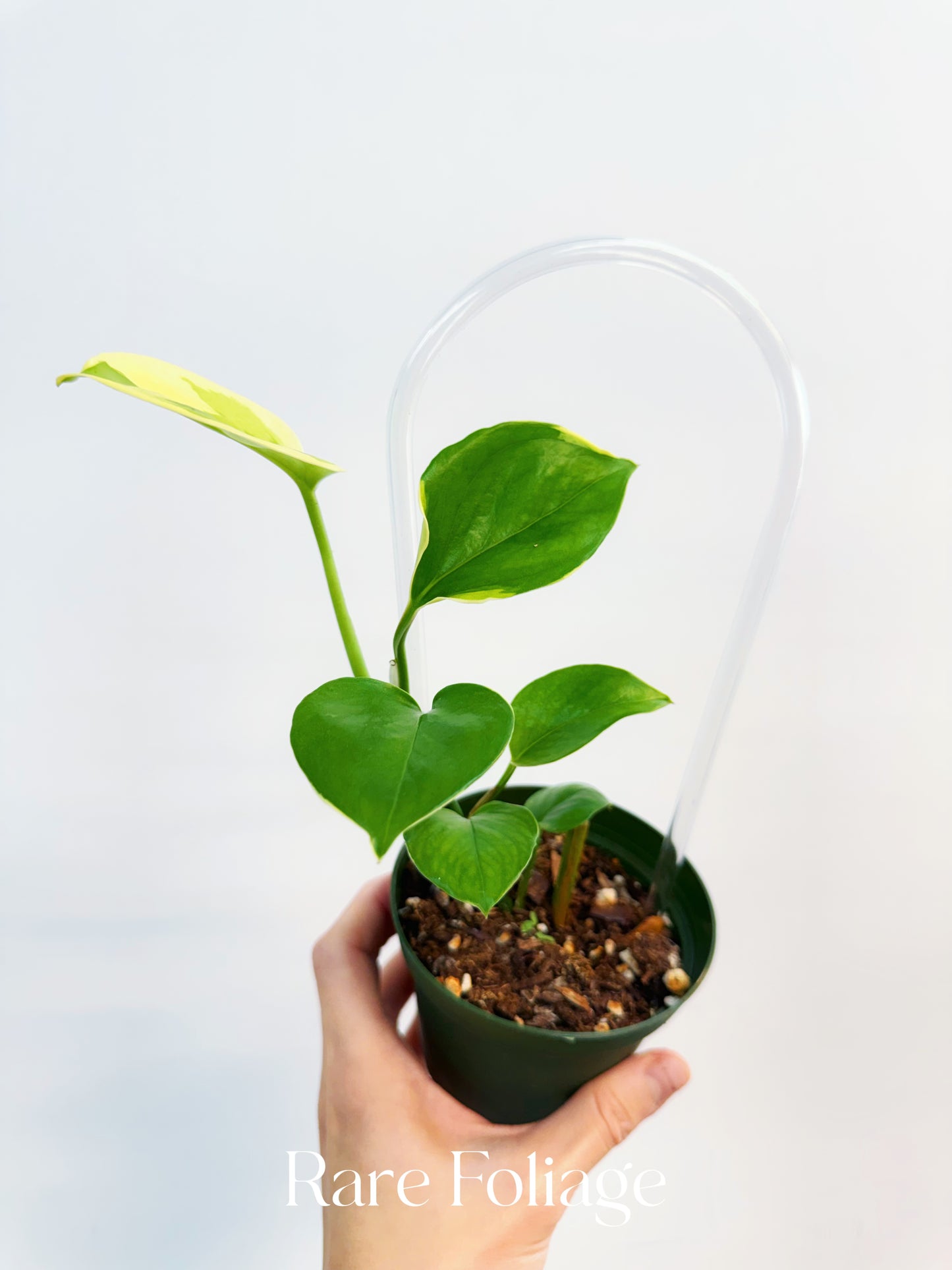 Epipremnum ‘Poonsin’ Manjula Pothos 4”