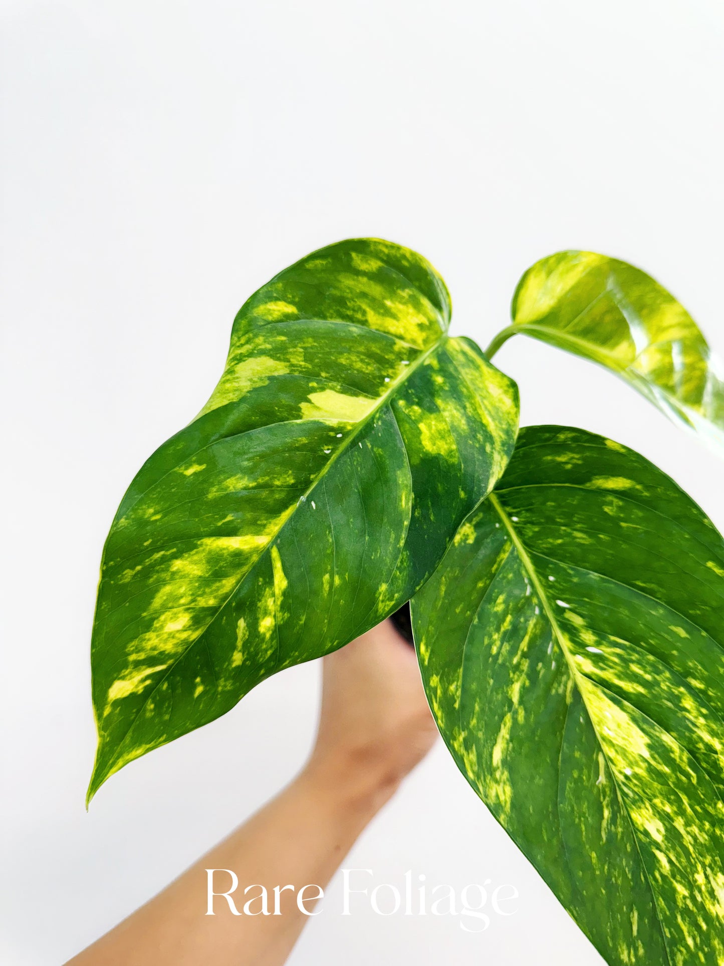 Epipremnum Yellow Flame Variegated 3”