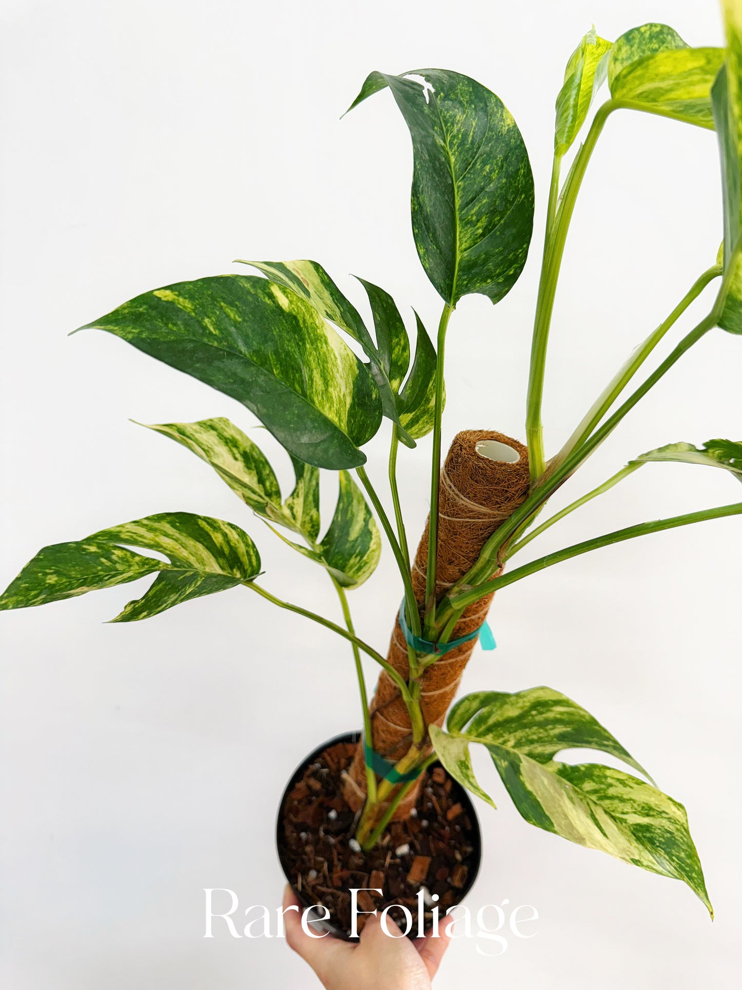 Epipremnum Yellow Flame Variegated 6”