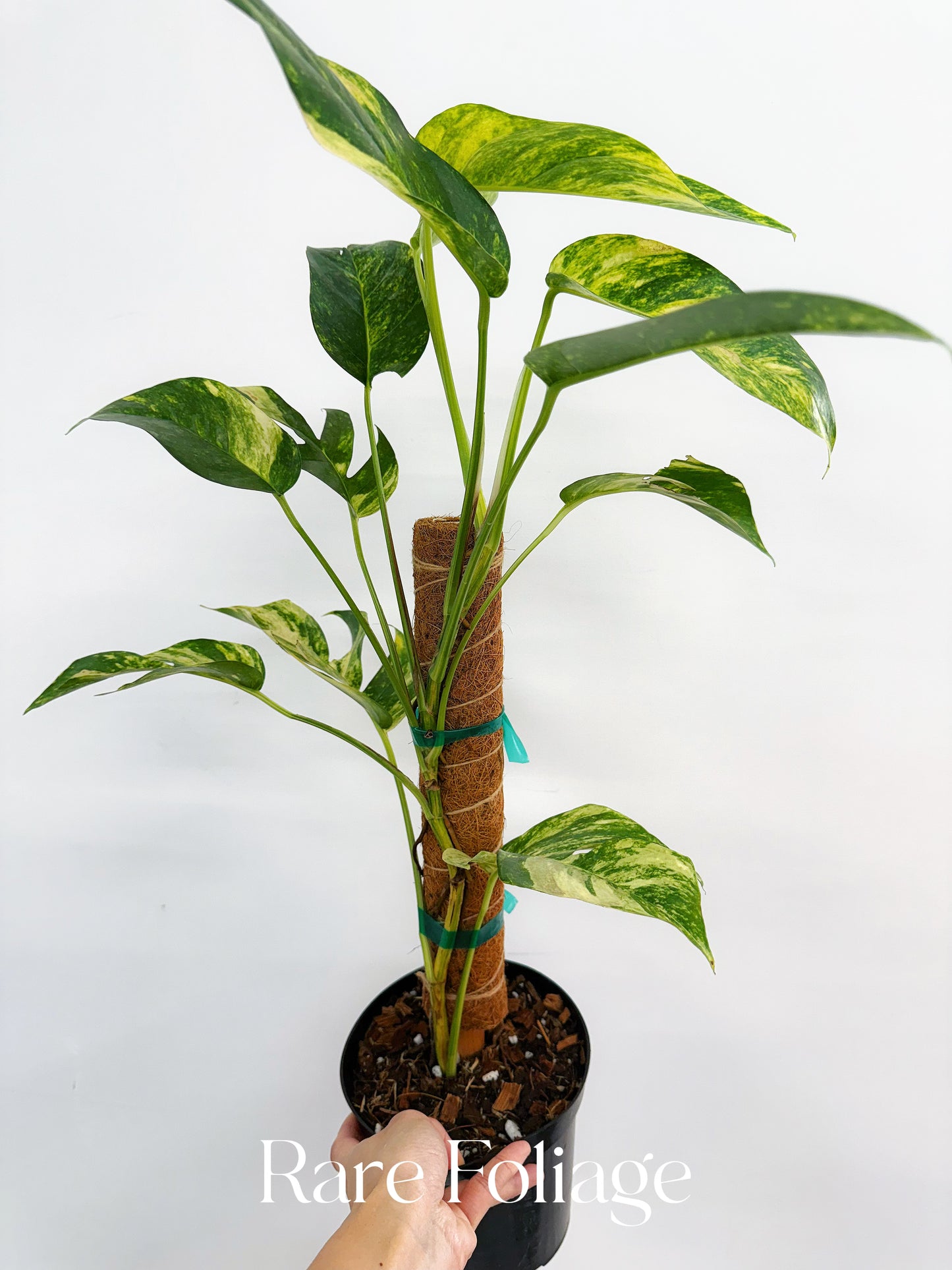 Epipremnum Yellow Flame Variegated 6”