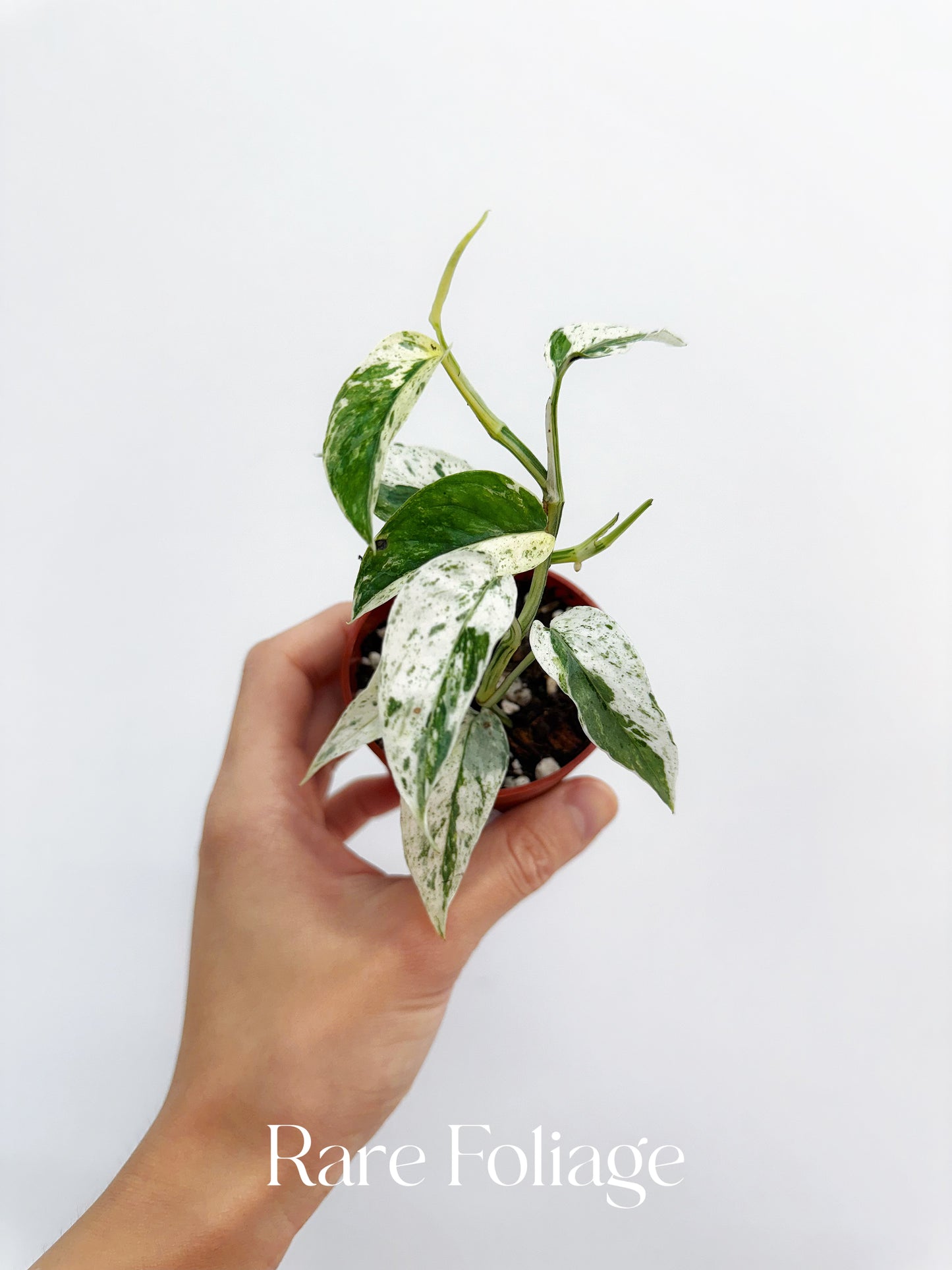 Epipremnum Hanoman Sp. Bali Variegated 2”