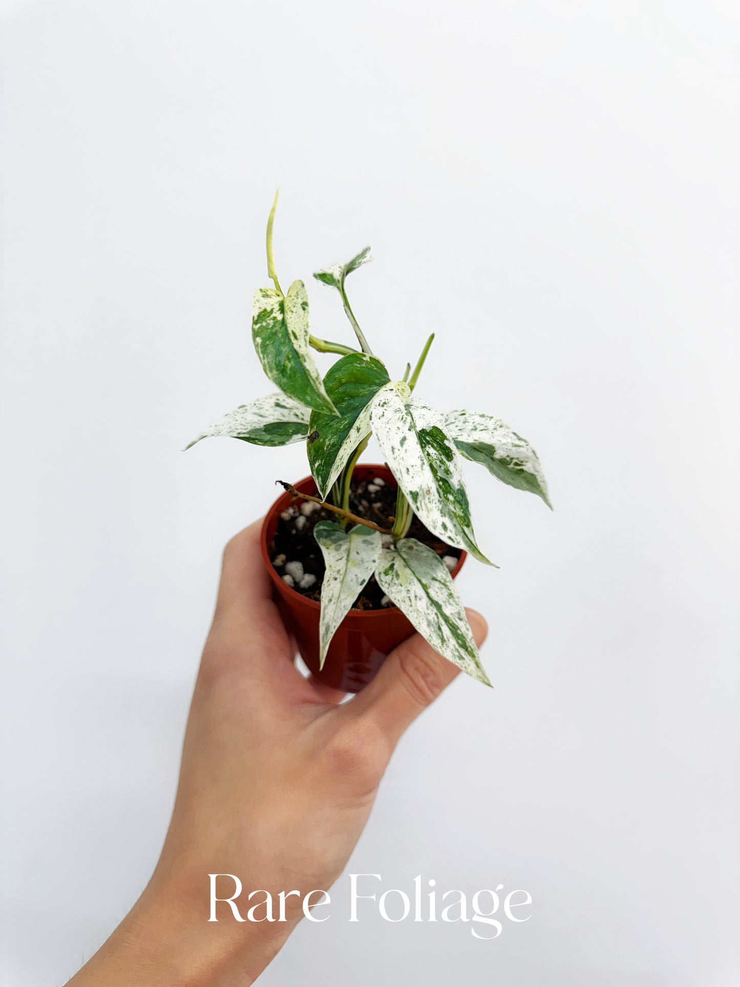 Epipremnum Hanoman Sp. Bali Variegated 2”