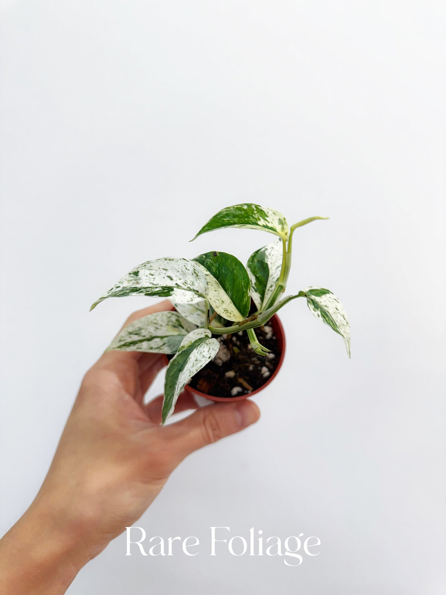 Epipremnum Hanoman Sp. Bali Variegated 2”