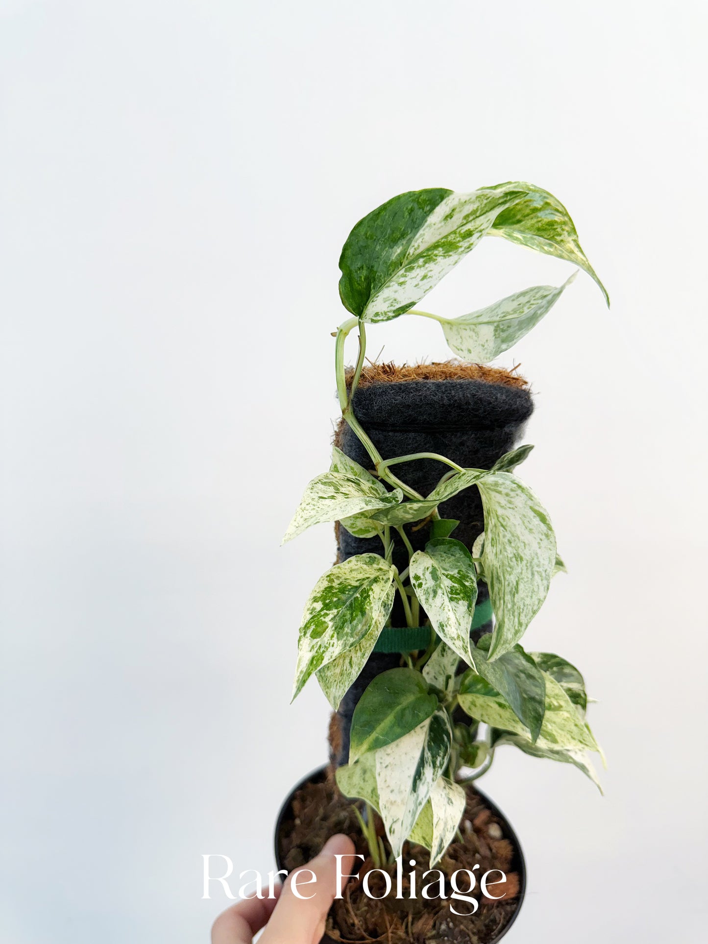 Epipremnum Bali Variegated 4”
