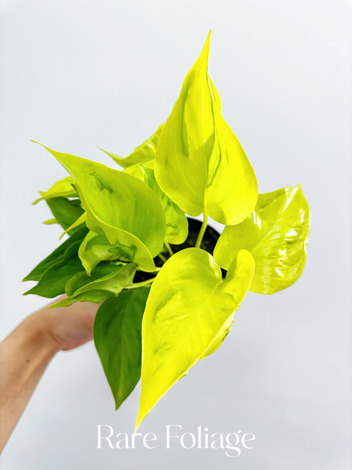 Epipremnum Champs Elysees 4”