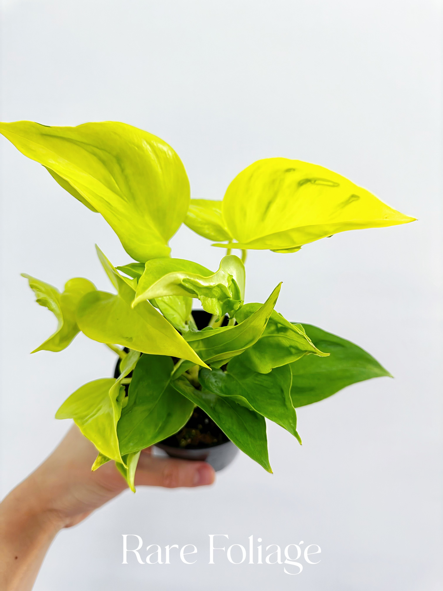 Epipremnum Champs Elysees 4”