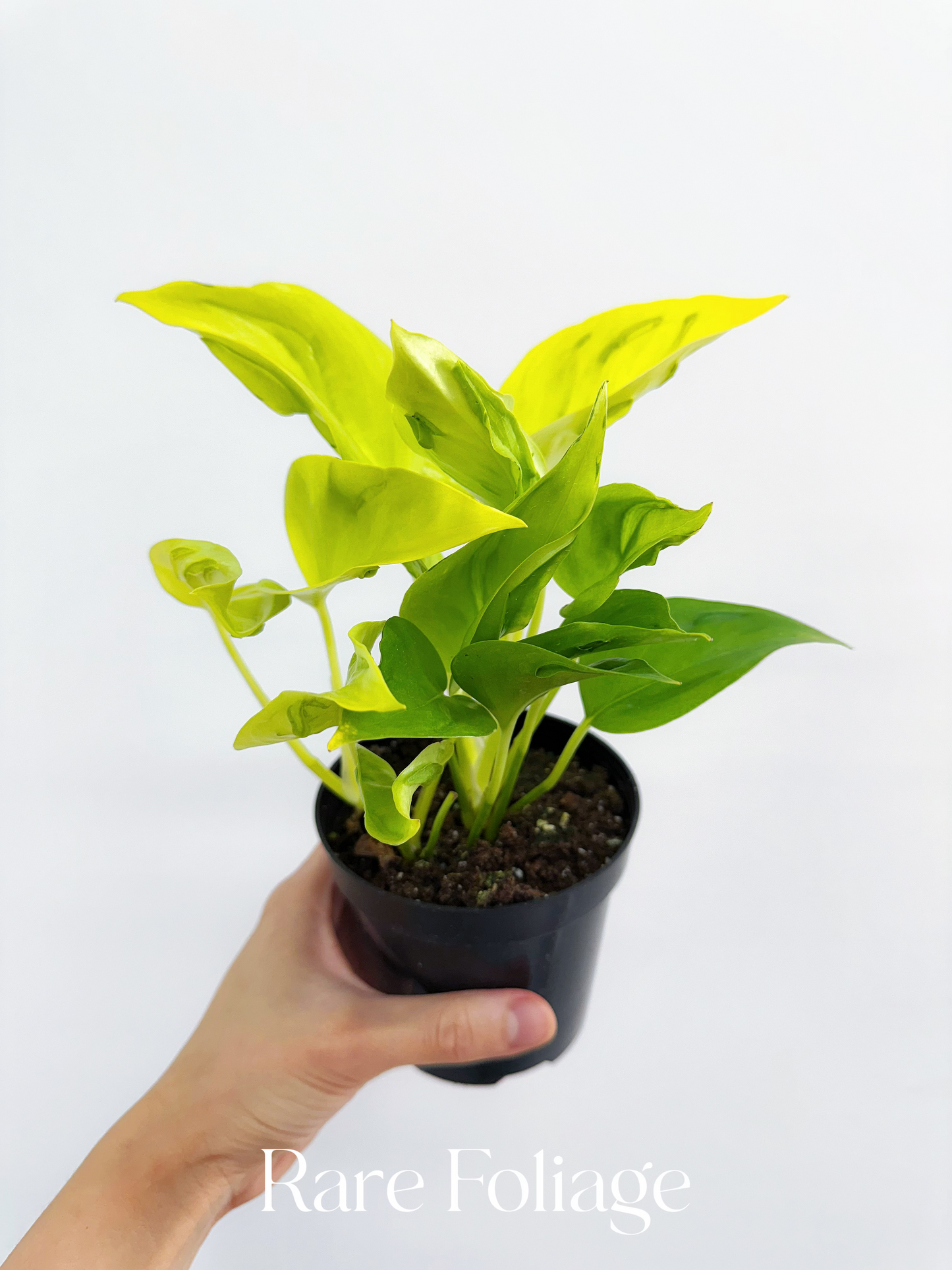 Epipremnum Champs Elysees 4”