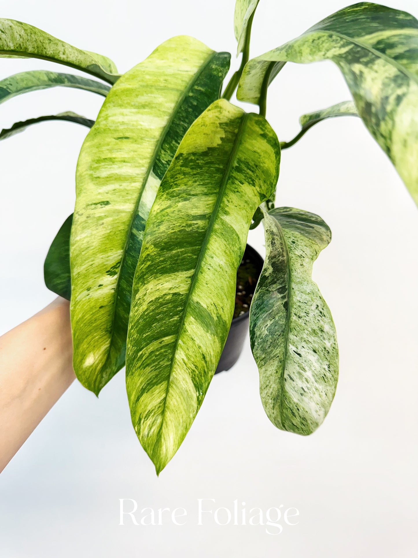 Epipremnum Giganteum Tricolor Variegated 6”