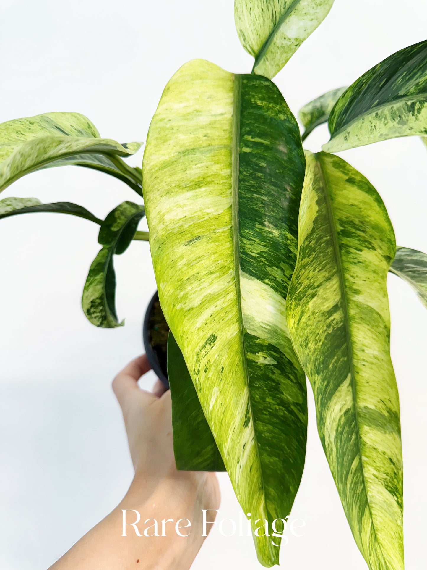 Epipremnum Giganteum Tricolor Variegated 6”