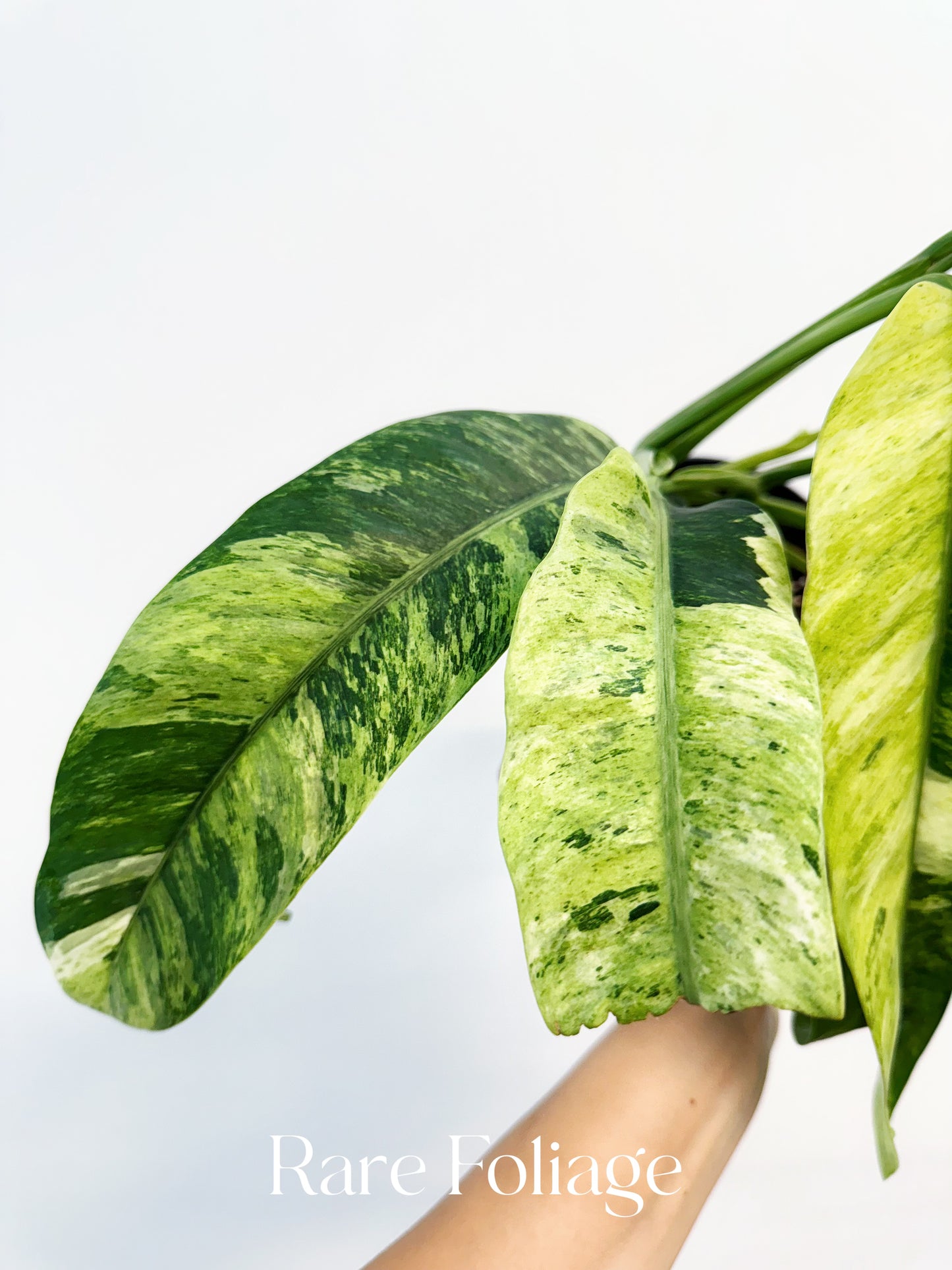 Epipremnum Giganteum Tricolor Variegated 6”