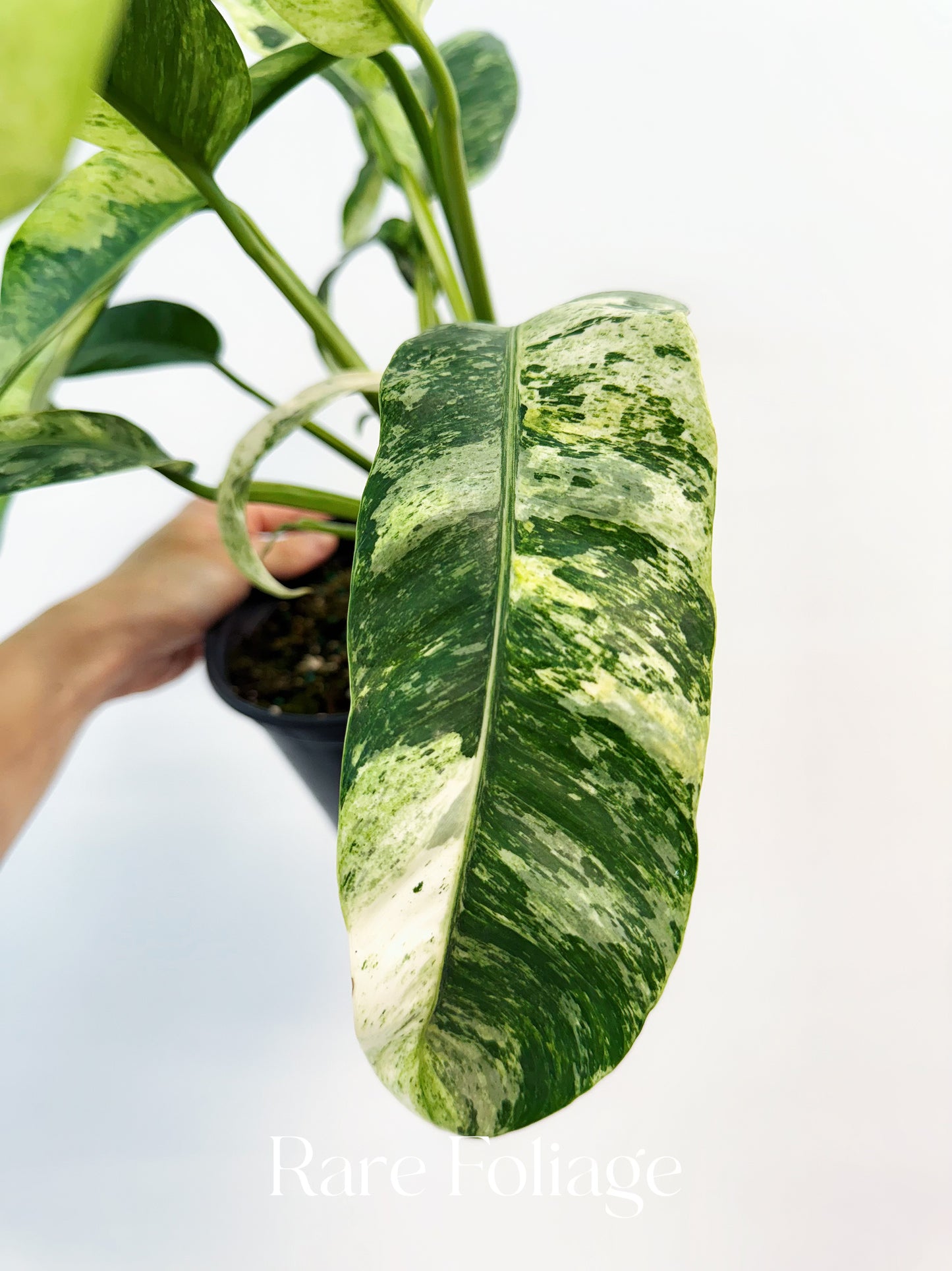 Epipremnum Giganteum Tricolor Variegated 6”