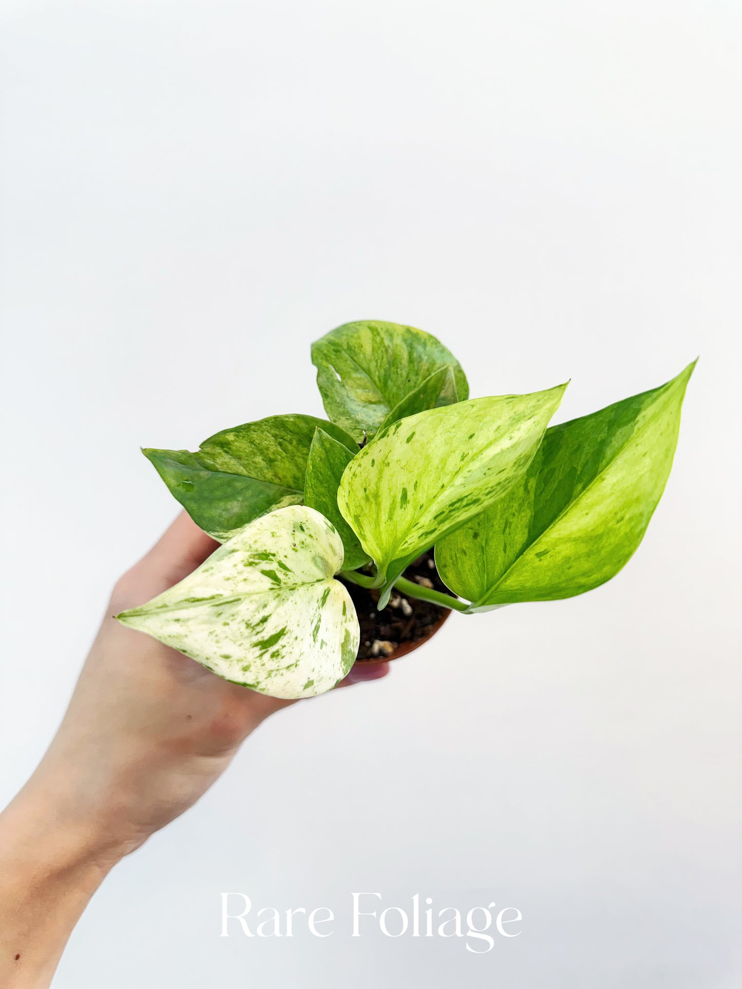Epipremnum ‘Jessenia’ Pothos 3”
