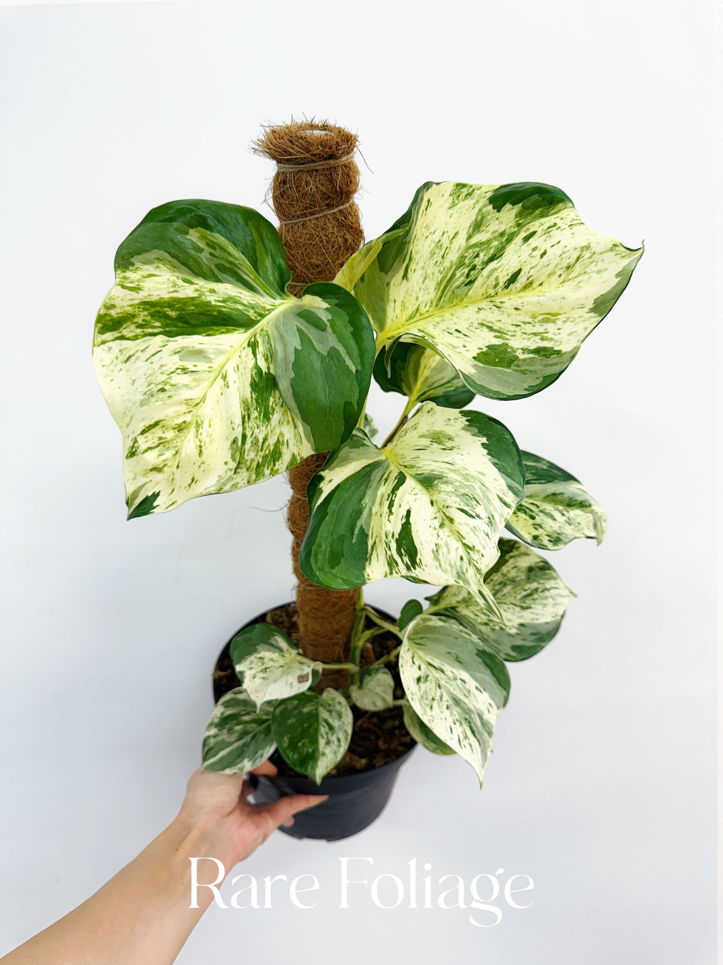 Epipremnum Aureum Pothos ‘Manjula’ Mature 8”