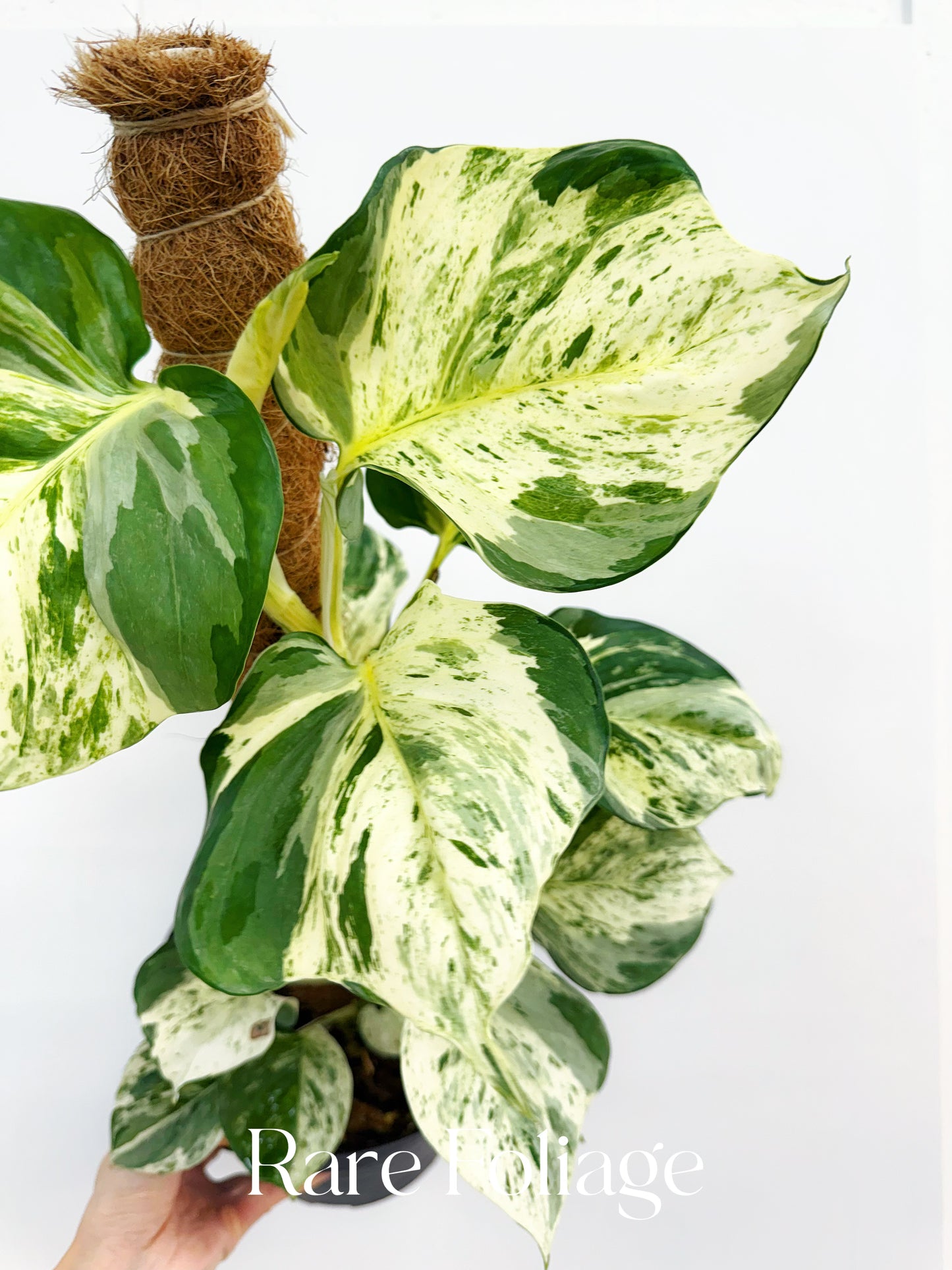 Epipremnum Aureum Pothos ‘Manjula’ Mature 8”