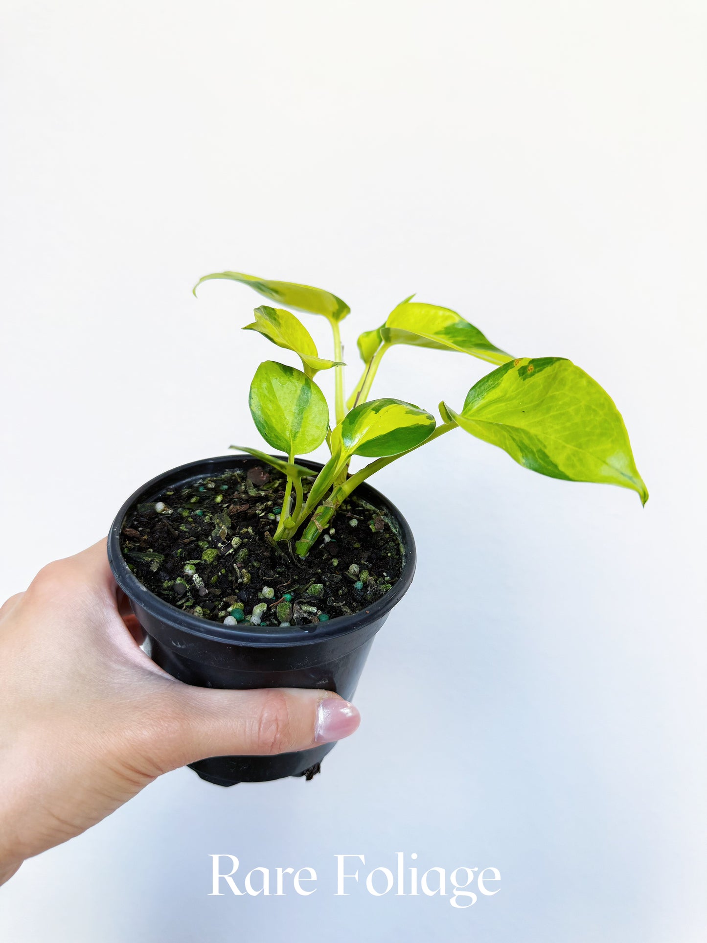 Epipremnum Neon Joy 4"