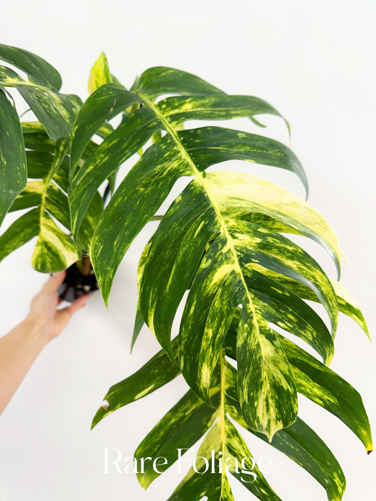 Epipremnum Pinnatum Yellow Flame XL 4"