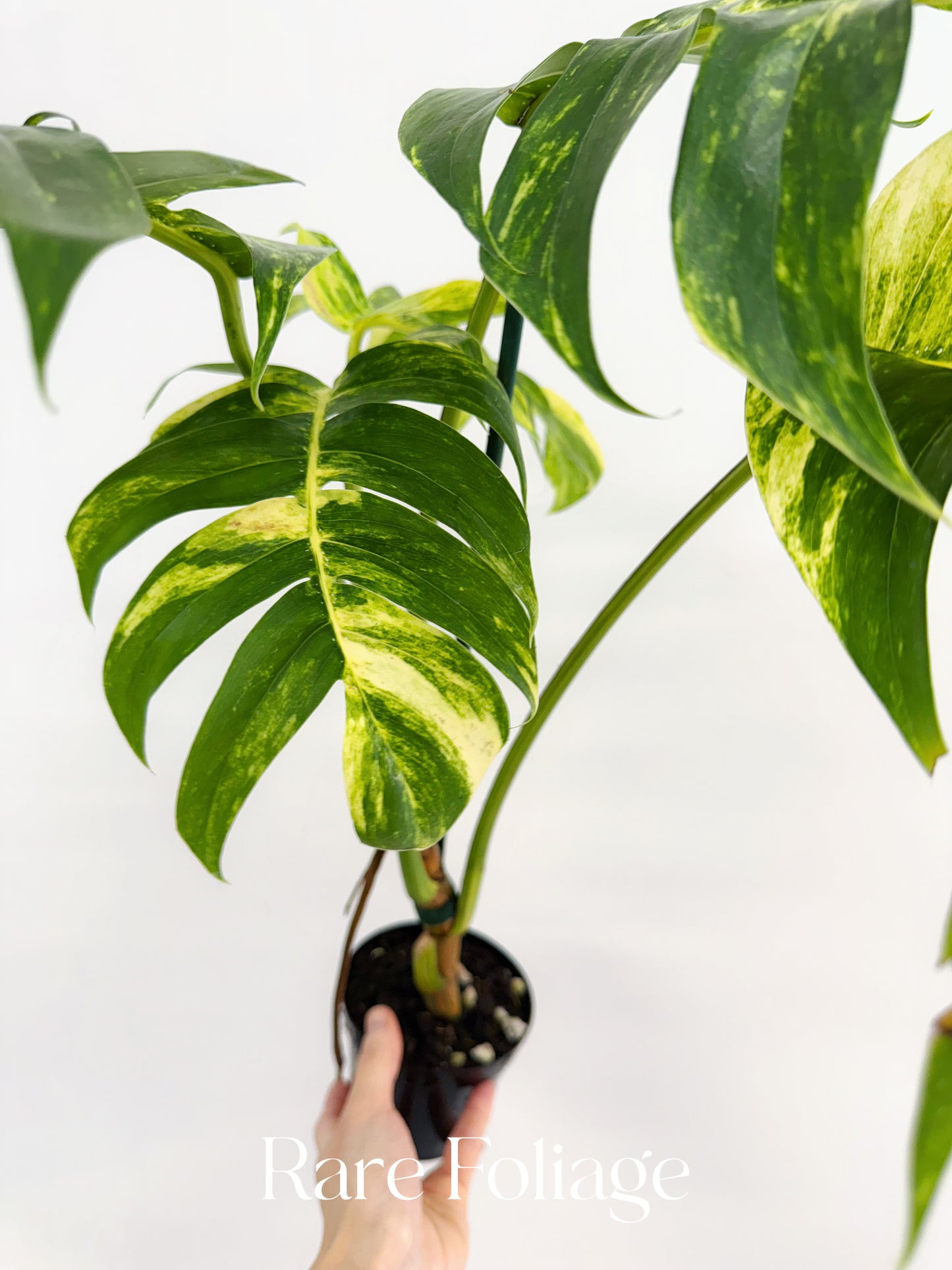 Epipremnum Pinnatum Yellow Flame XL 4"