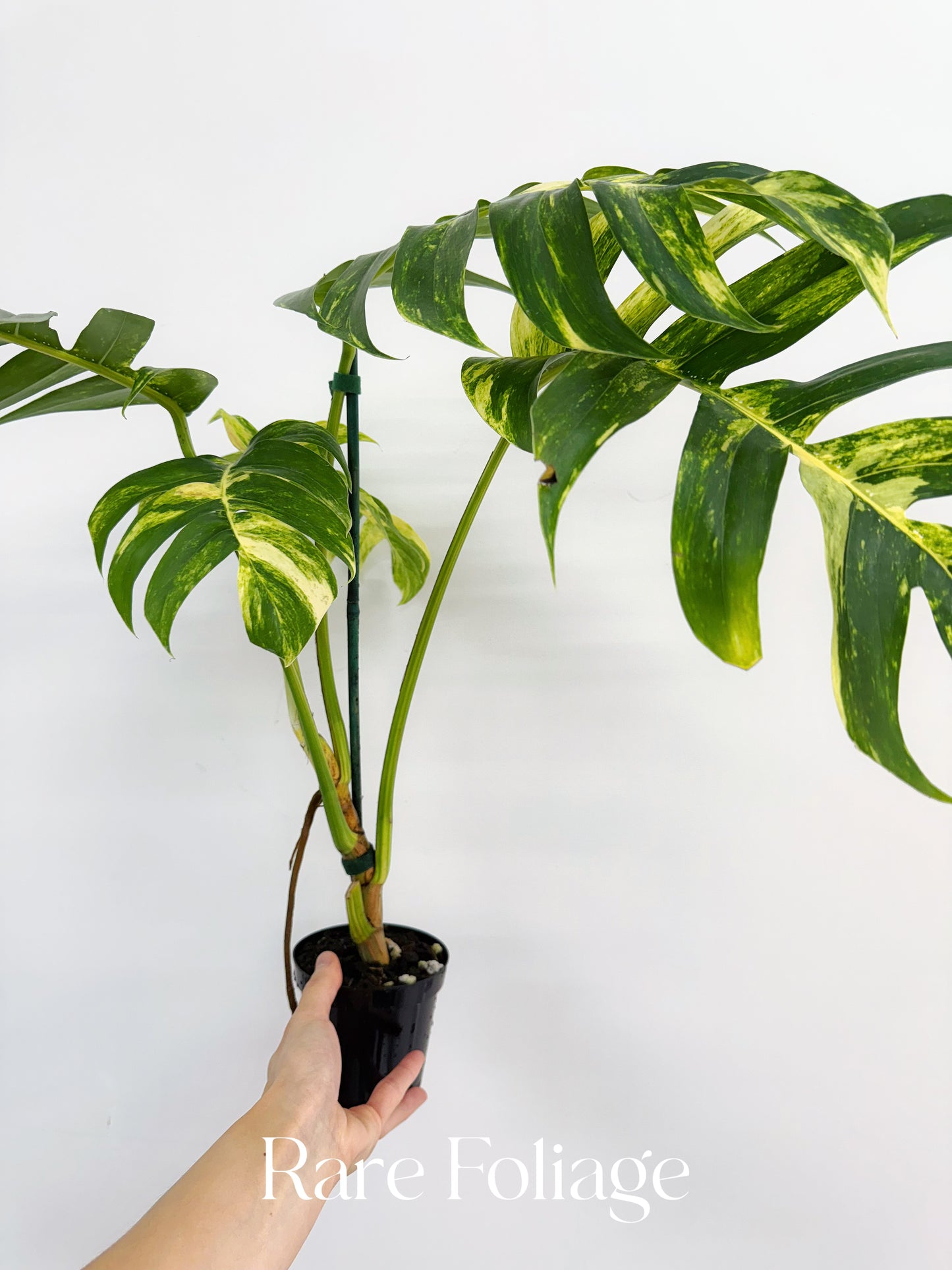 Epipremnum Pinnatum Yellow Flame XL 4"