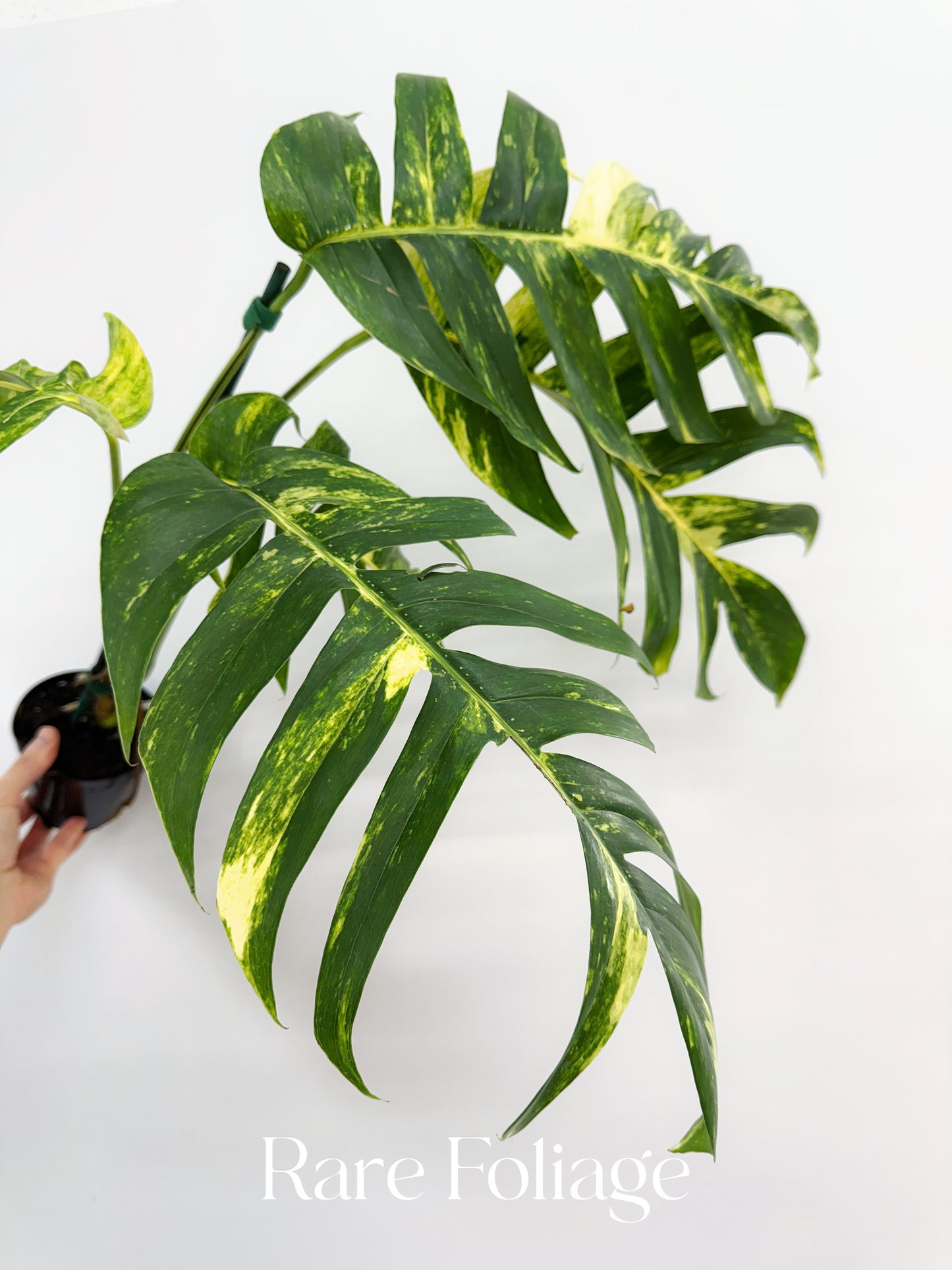 Epipremnum Pinnatum Yellow Flame XL 4"