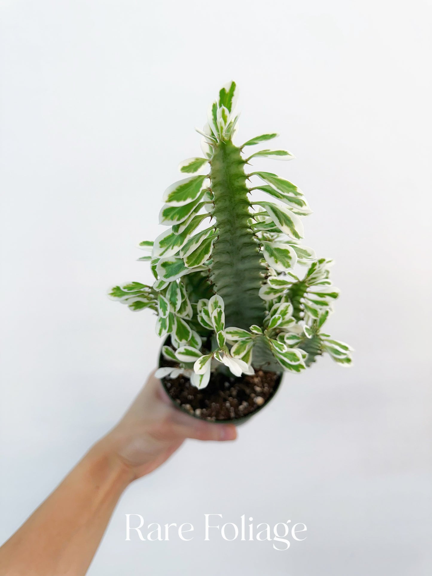 Euphorbia White Ghost Variegated 4”