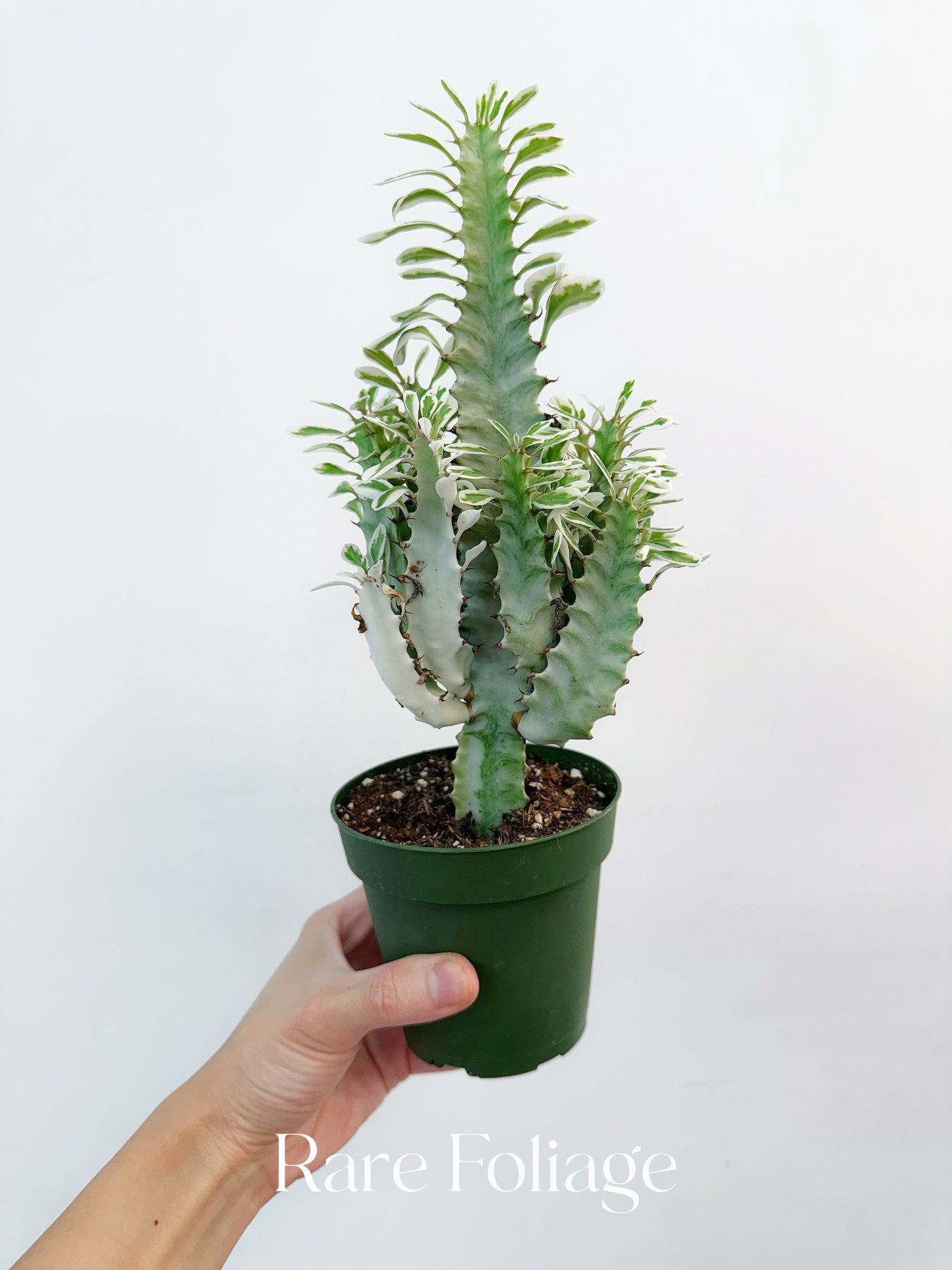 Euphorbia White Ghost Variegated 4”