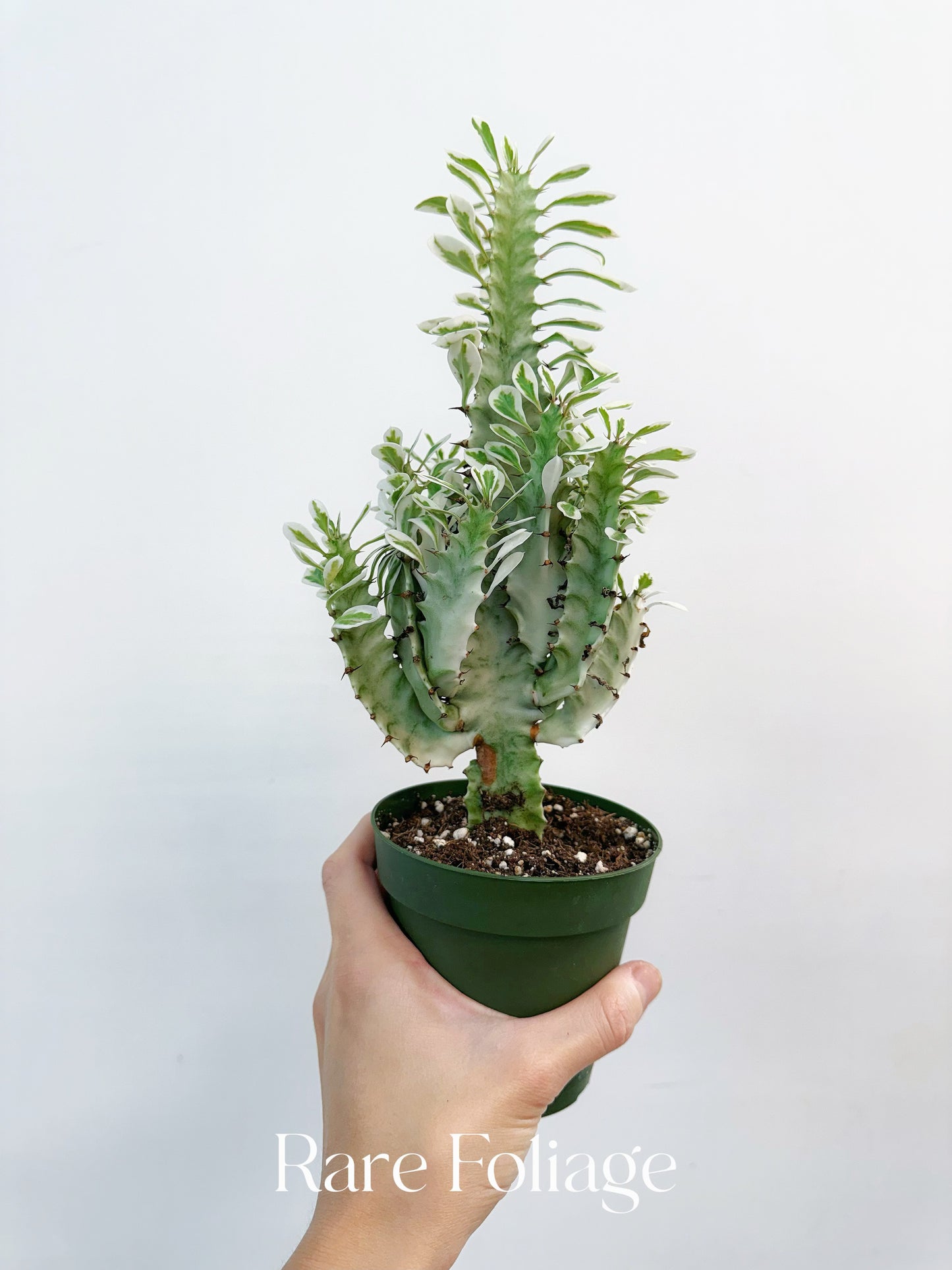 Euphorbia White Ghost Variegated 4”