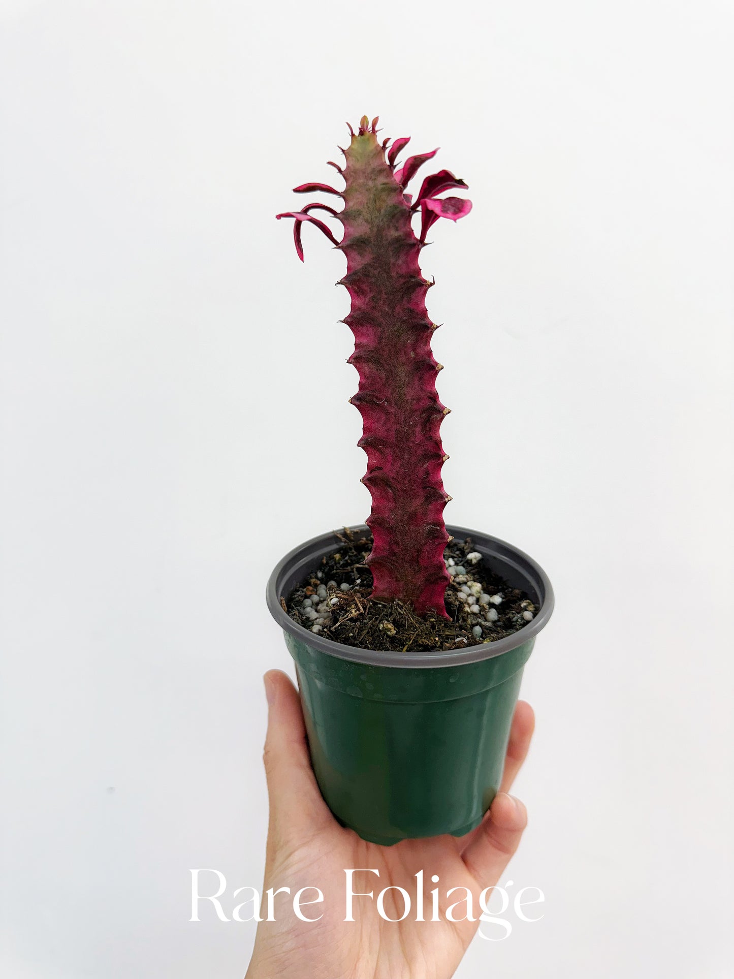 Euphorbia Trigona Pink Variegated 4”