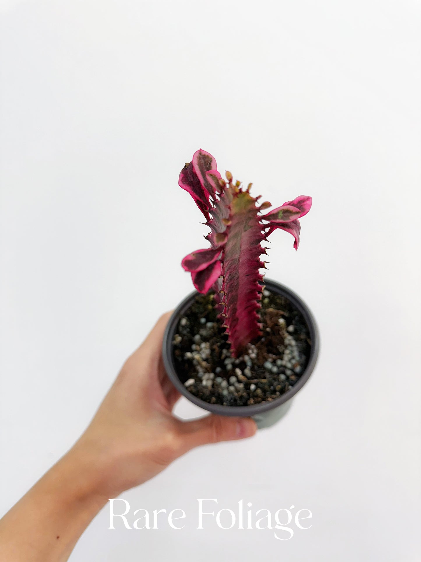 Euphorbia Trigona Pink Variegated 4”