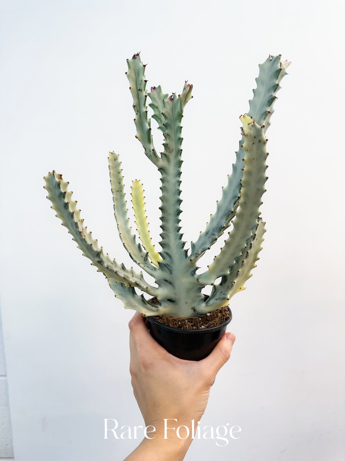 Euphorbia White Ghost 4”