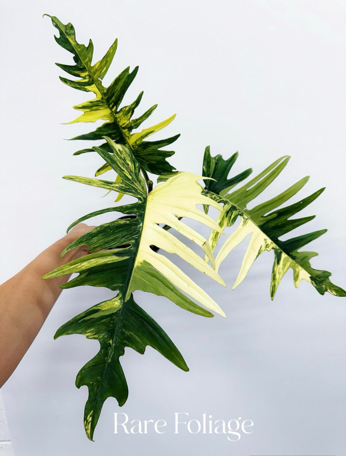 philodendron florida beauty x tortum Philodendron Florida Beauty x Tortum – Rare Foliage Plant Co