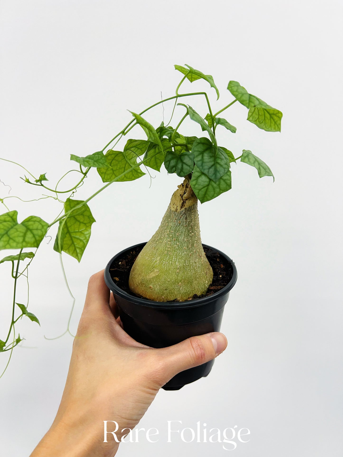 Gerrardanthus Macrorhizus ‘Big Foot’ 4”