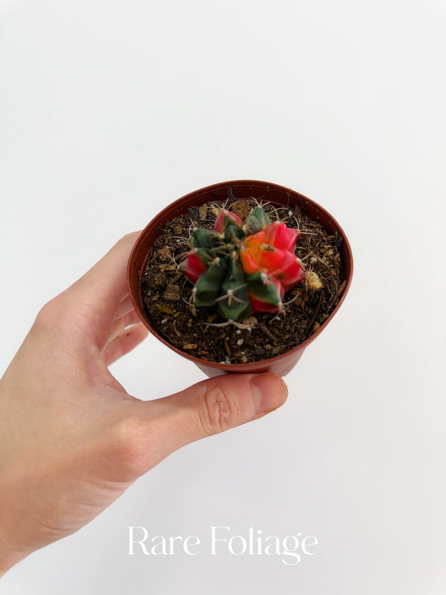 Gymnocalycium Variegated 3”