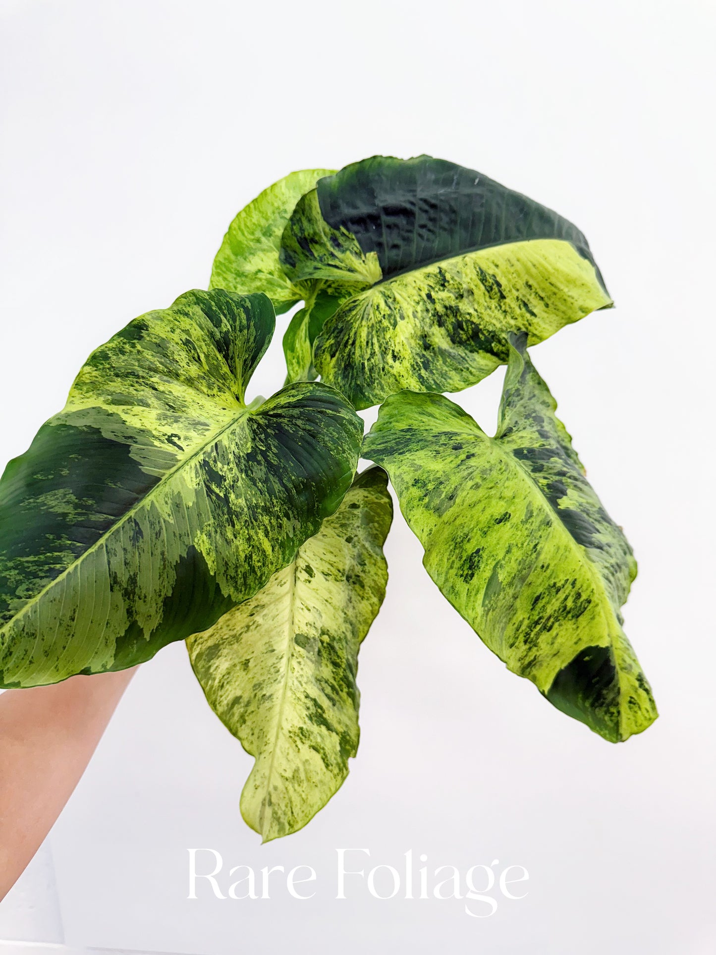 Homalomena Java Variegated 4” Exact Plant