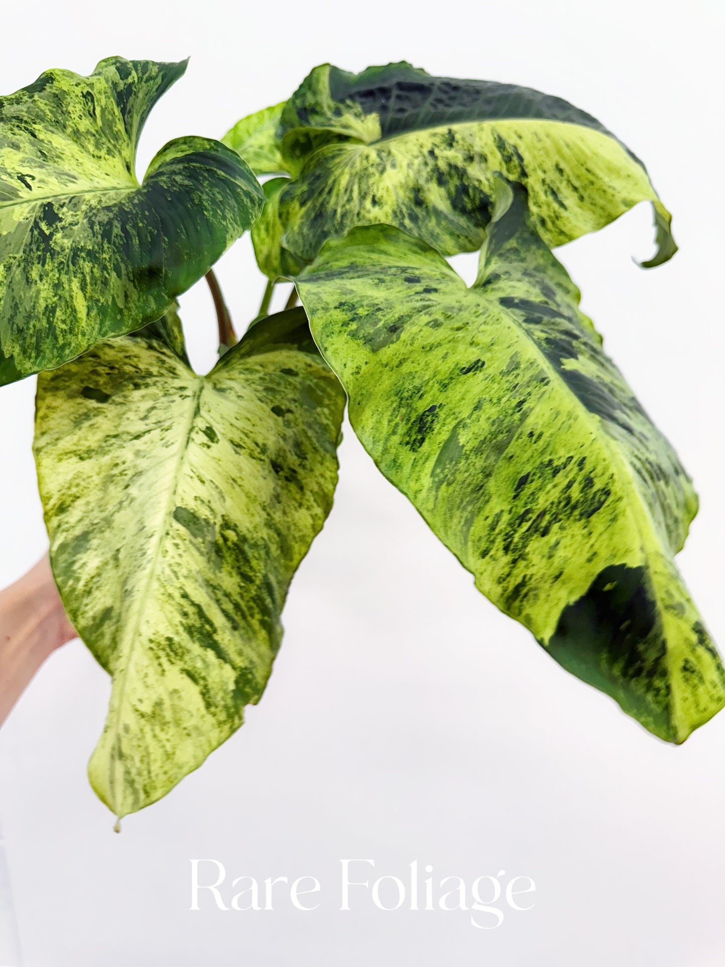 Homalomena Java Variegated 4” Exact Plant