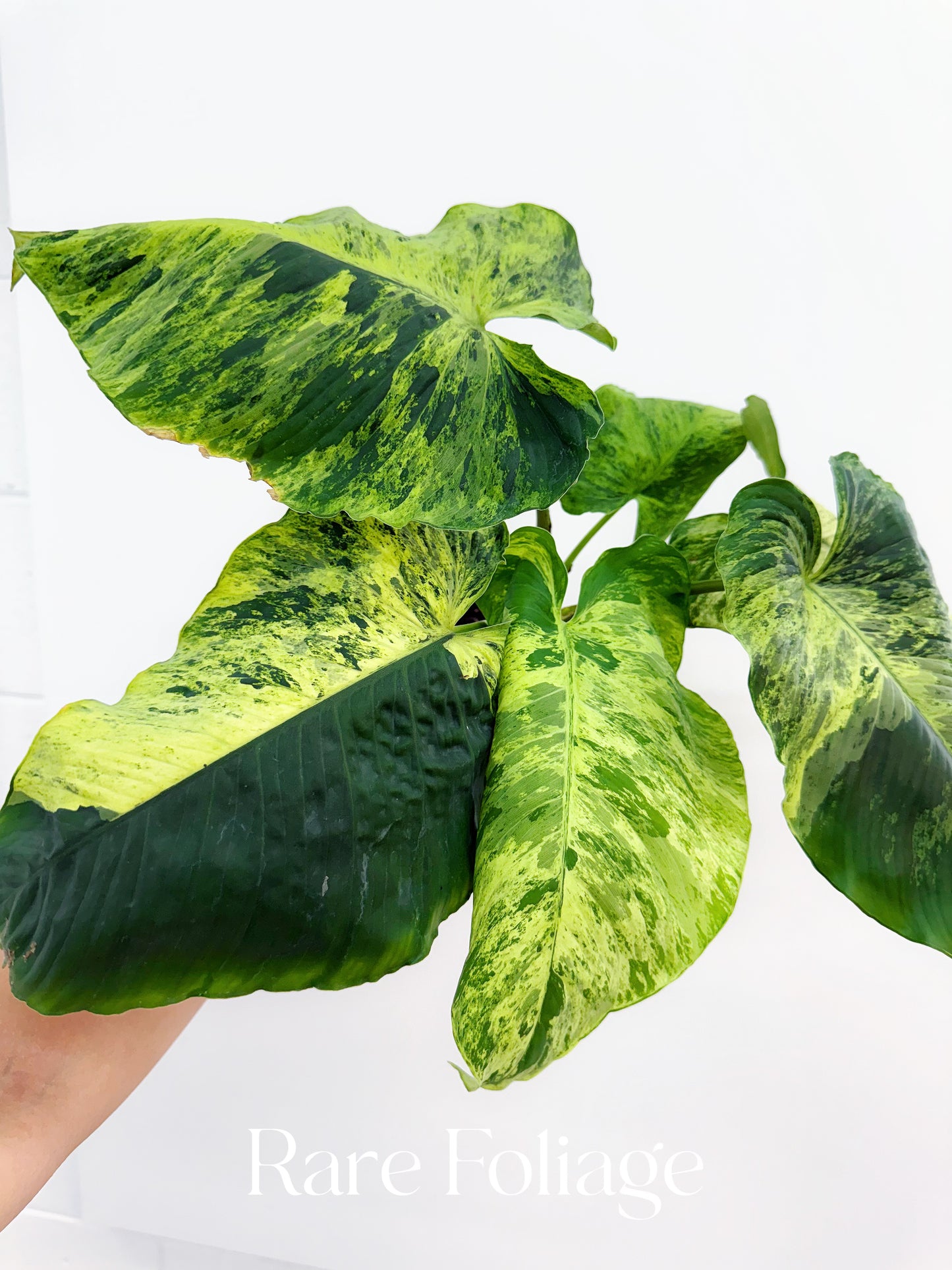 Homalomena Java Variegated 4” Exact Plant