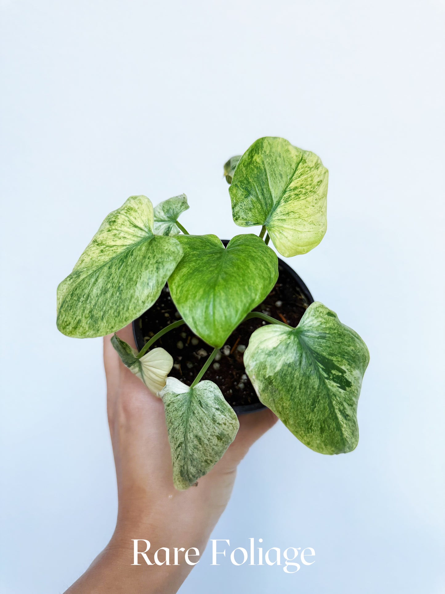 Homalomena Occulta Variegated 4"